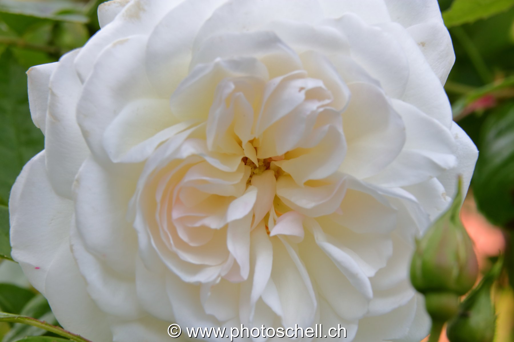 Rose blanche