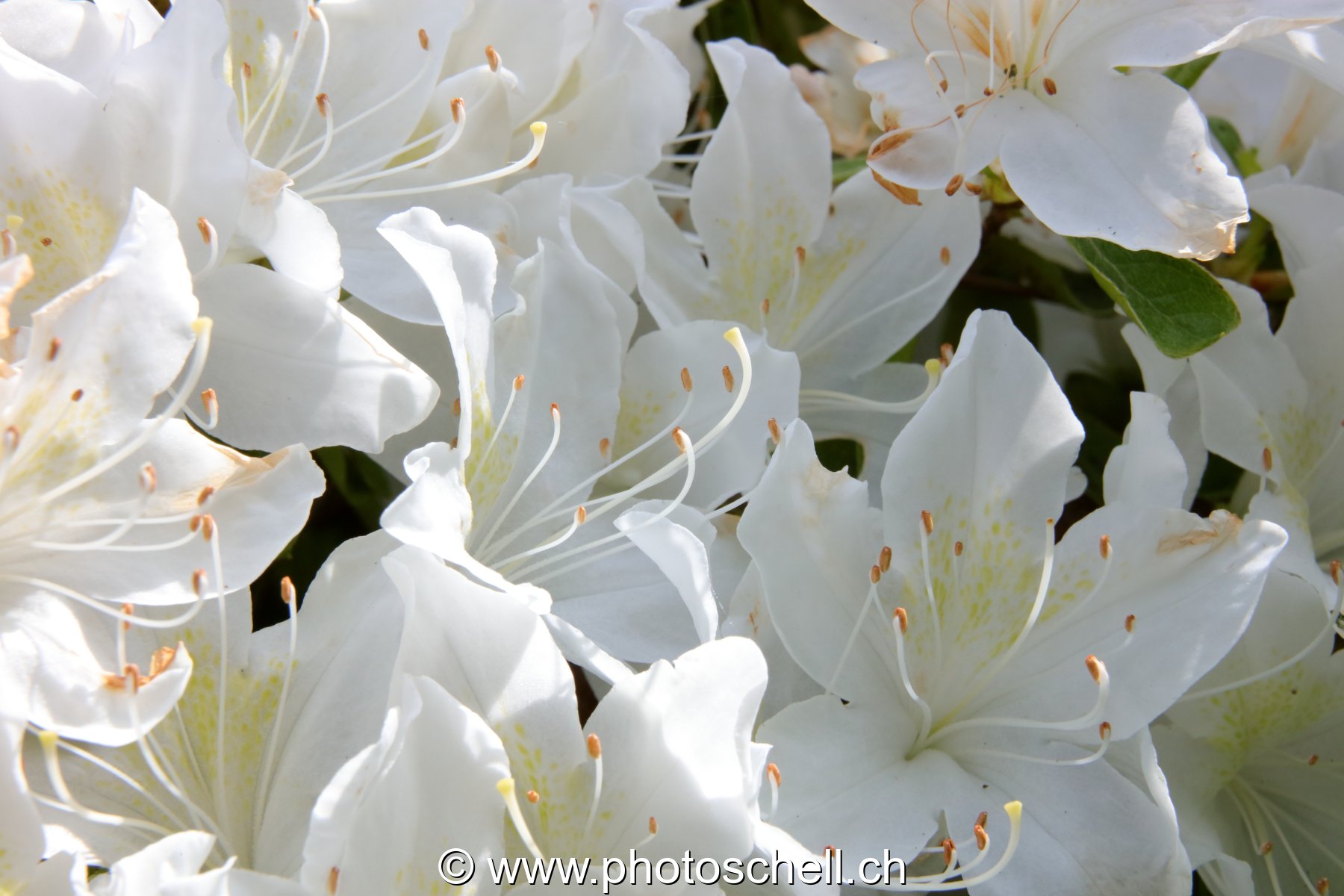 Fleurs