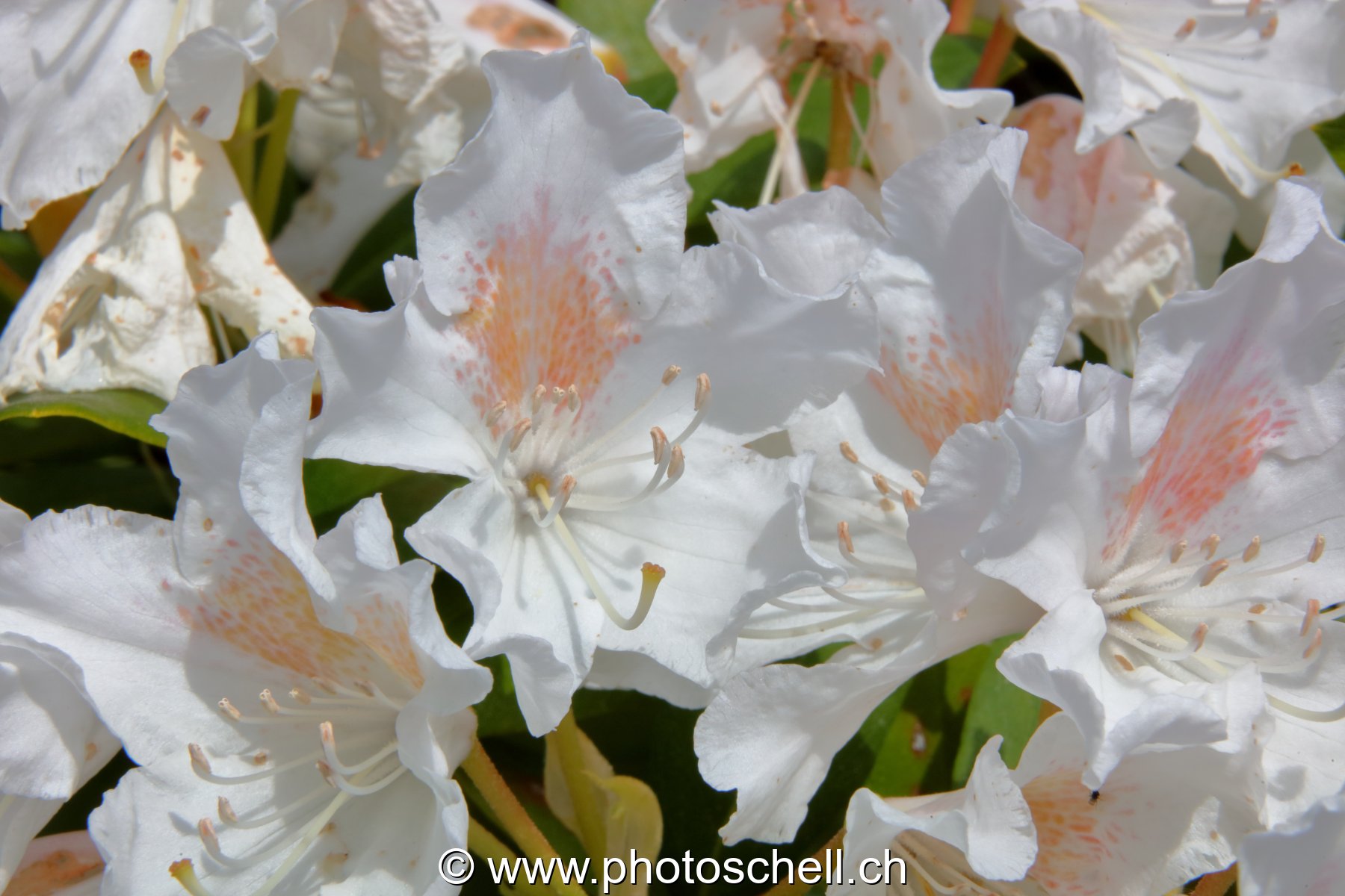 Fleurs