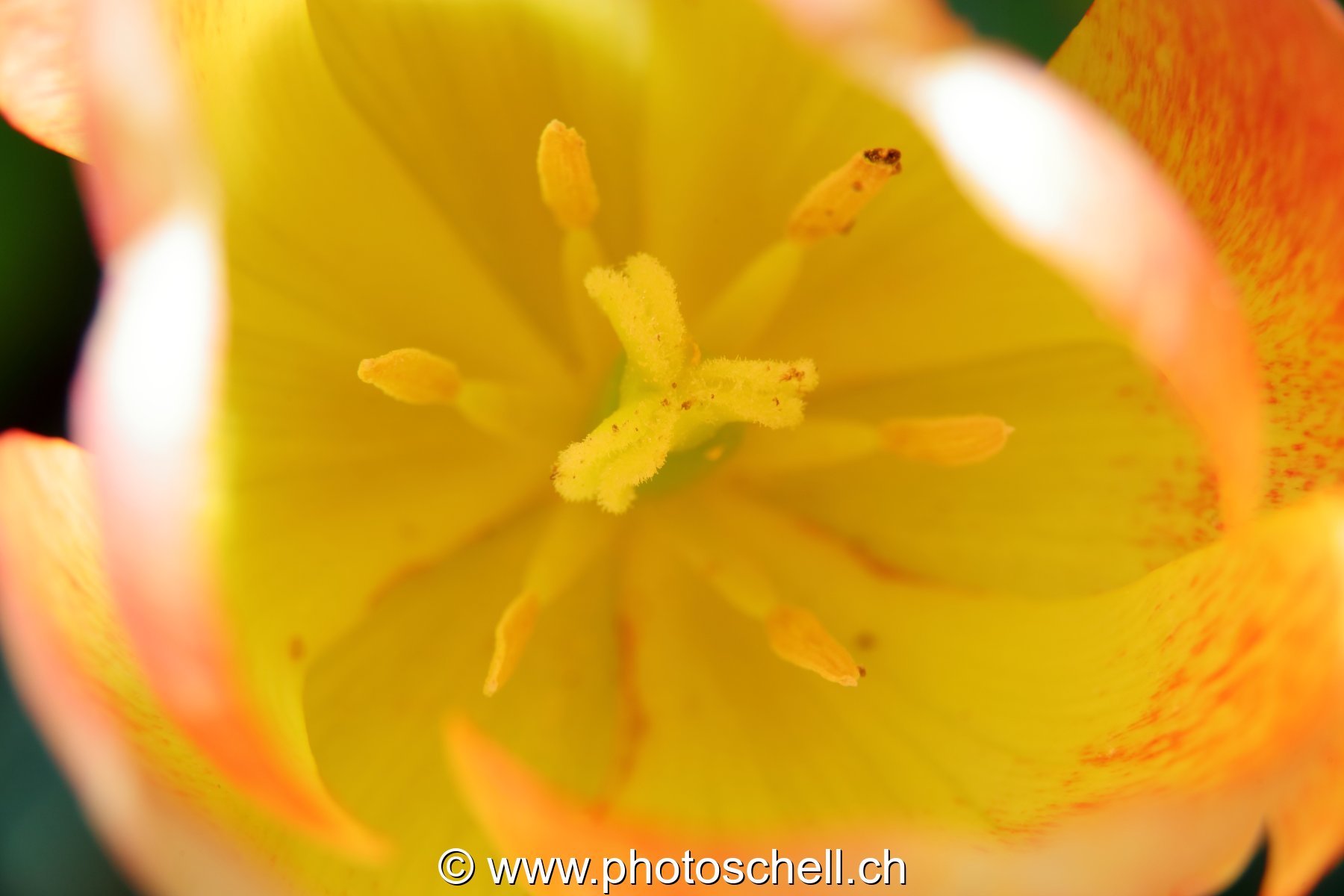 Tulipe (macro)