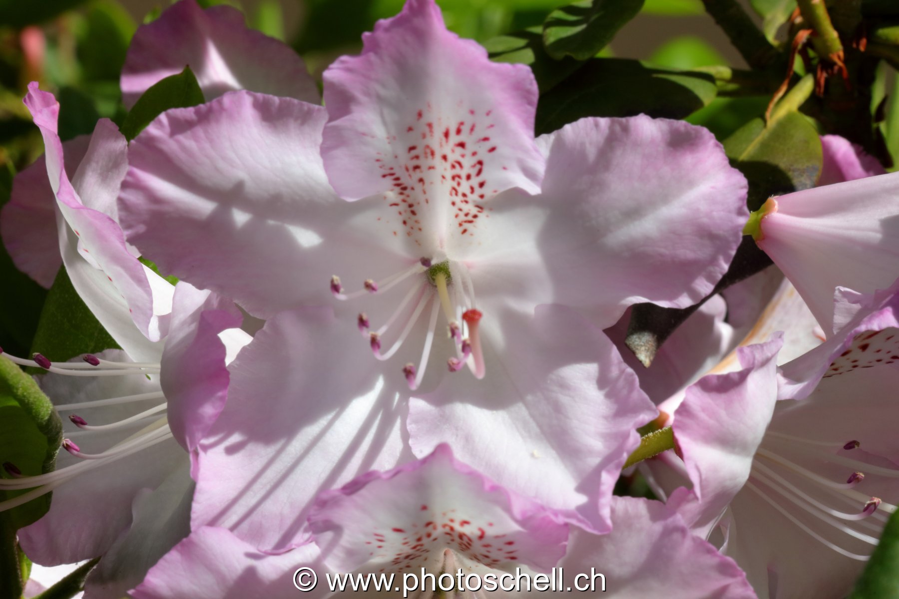 Fleurs