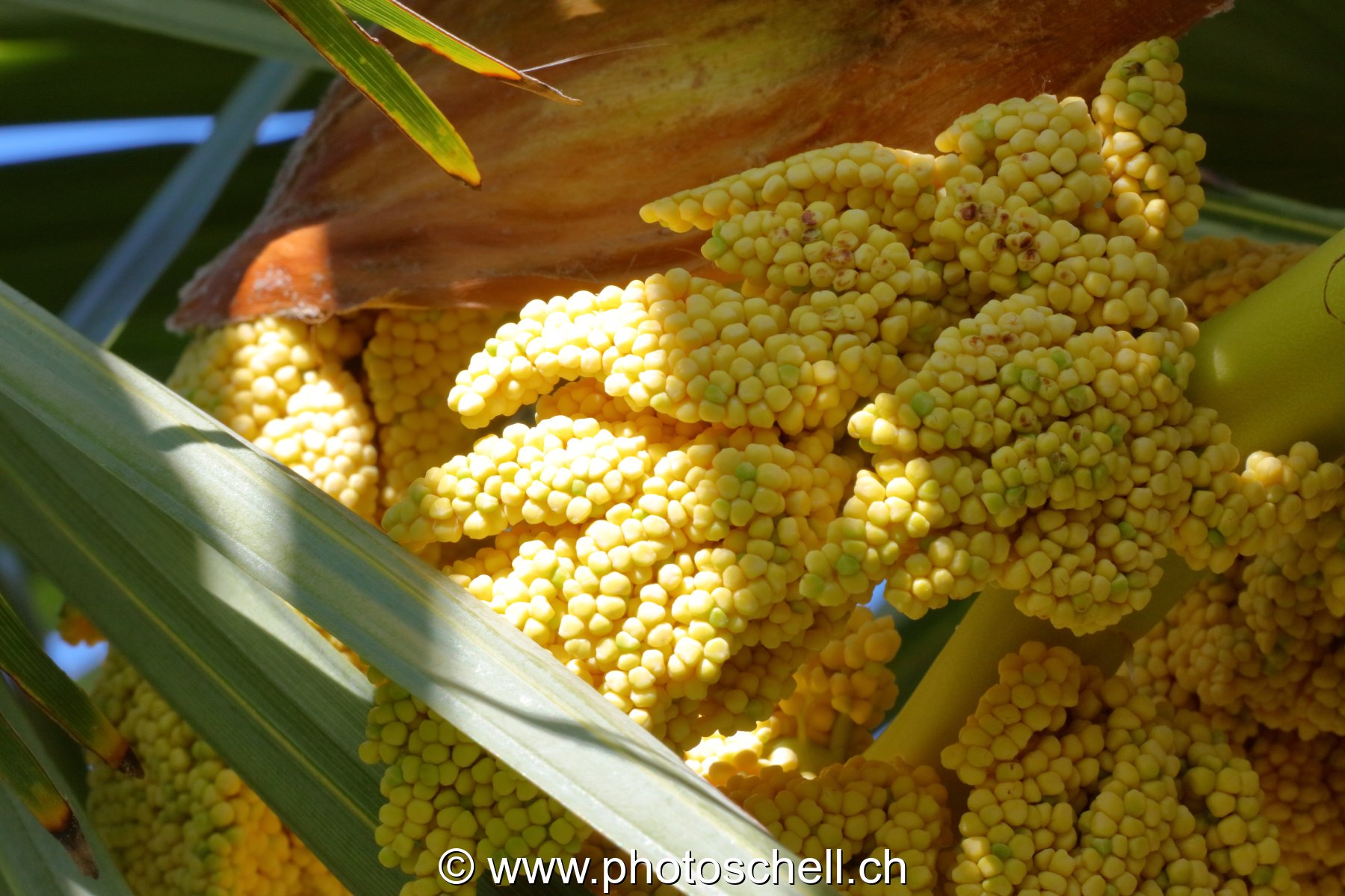 Pousses de dates