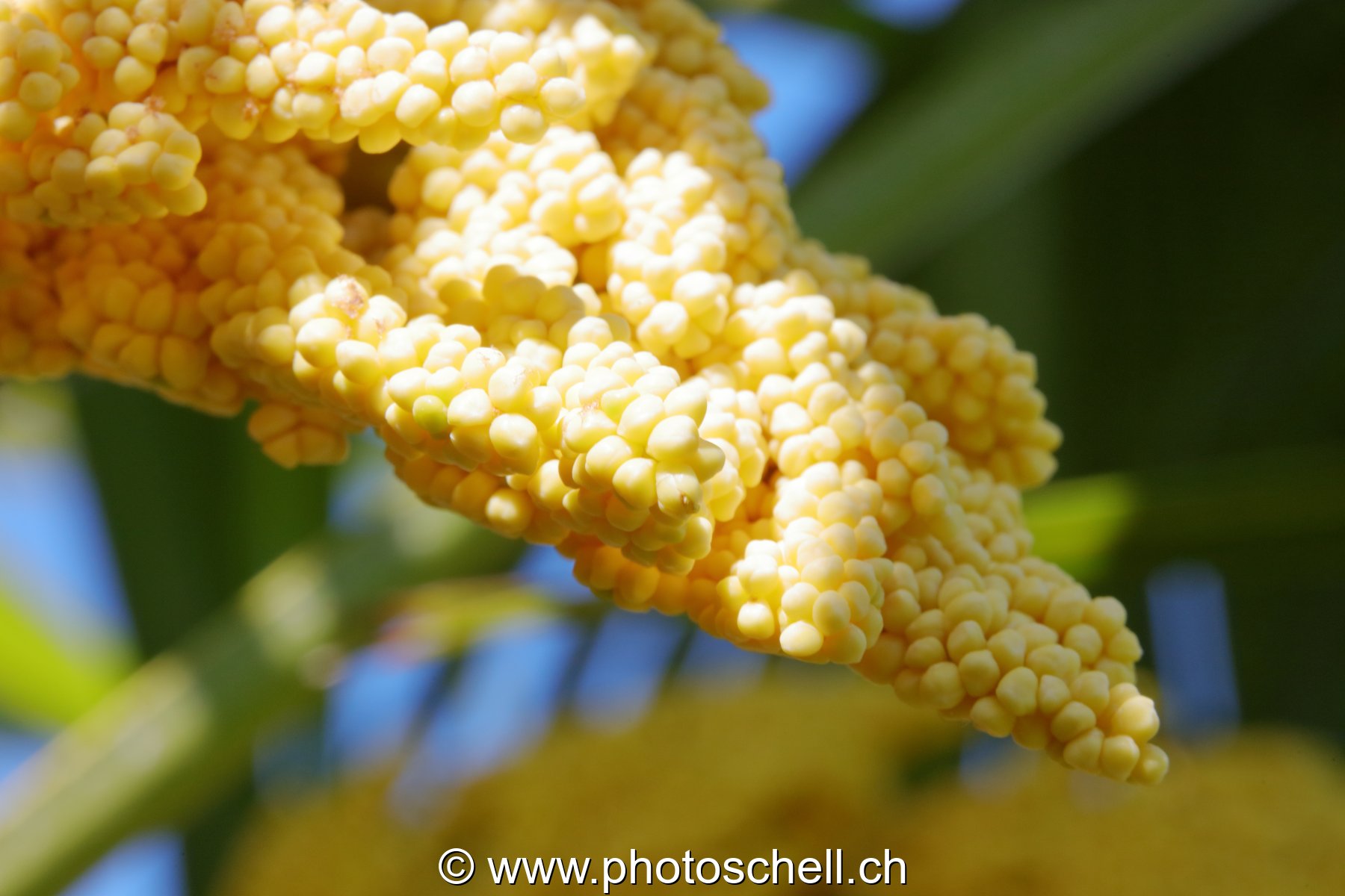 Pousses de dates
