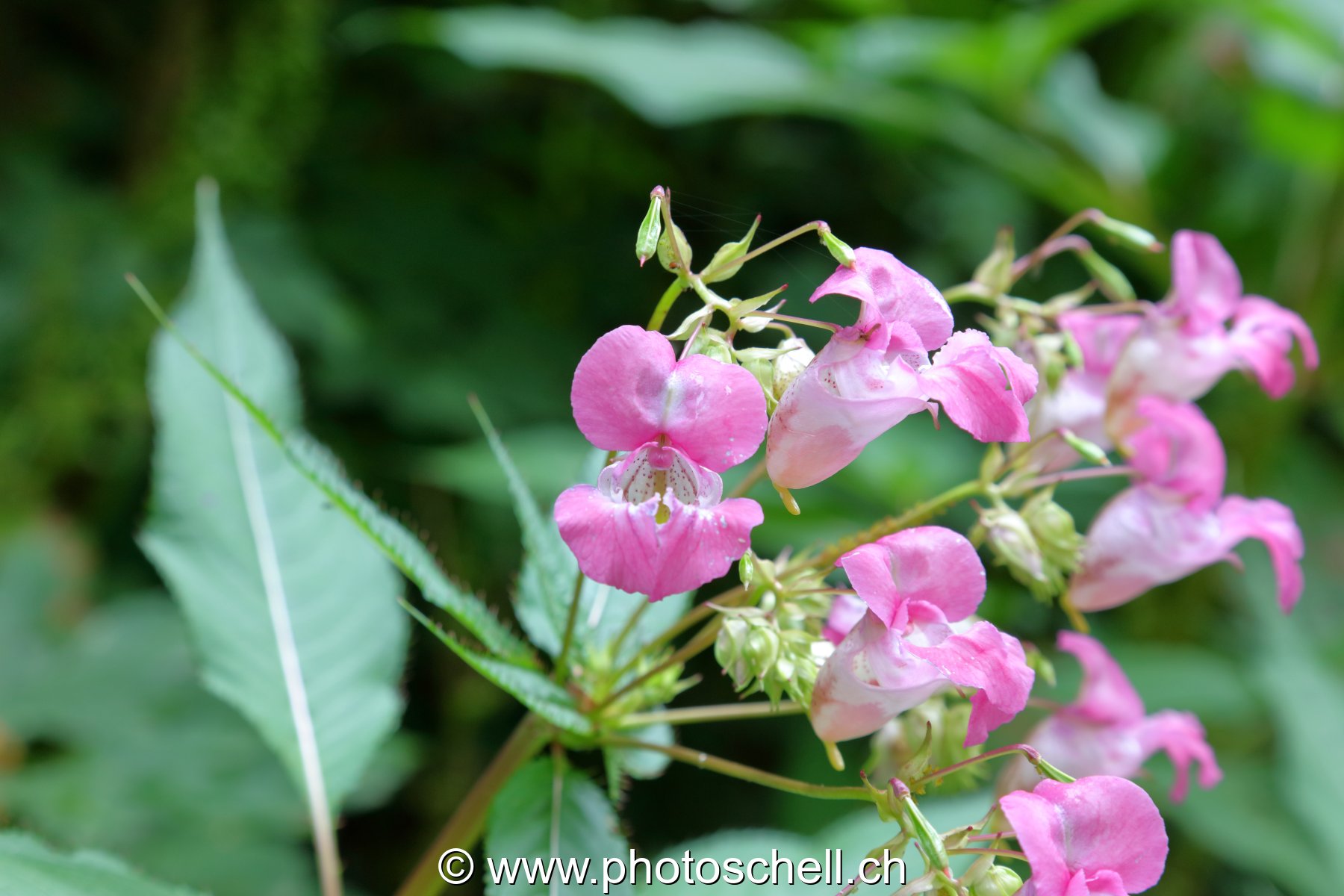 Fleurs
