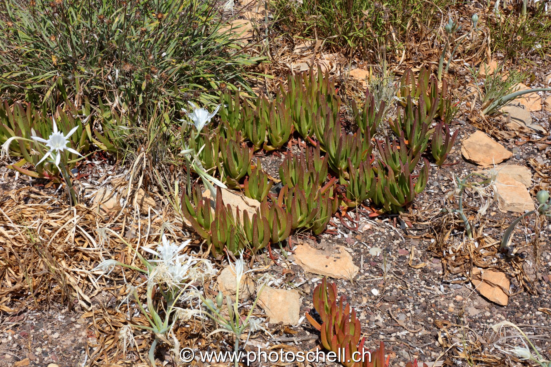 Fleurs poussant sur le front de mer