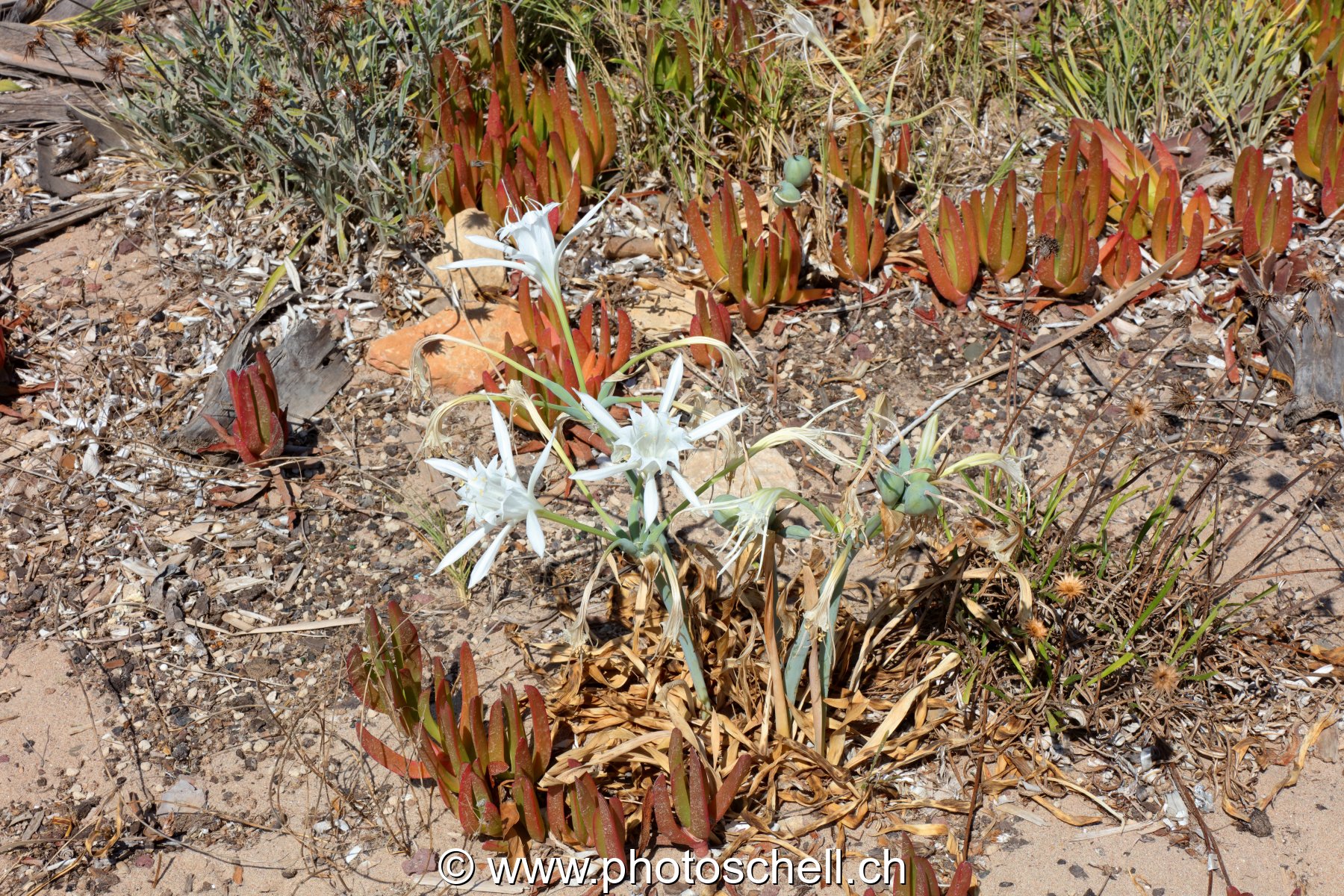 Fleurs poussant sur le front de mer