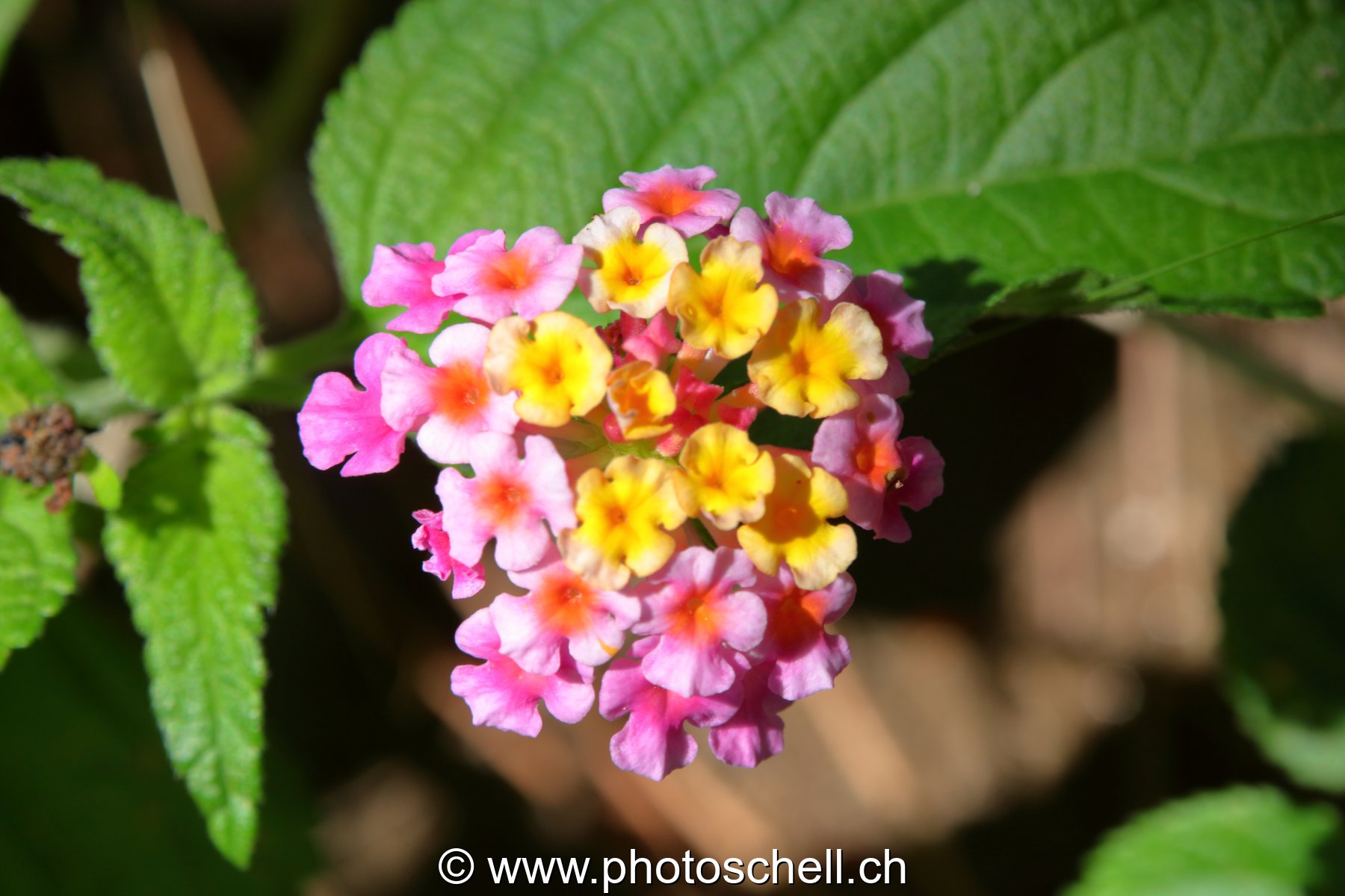 Fleurs