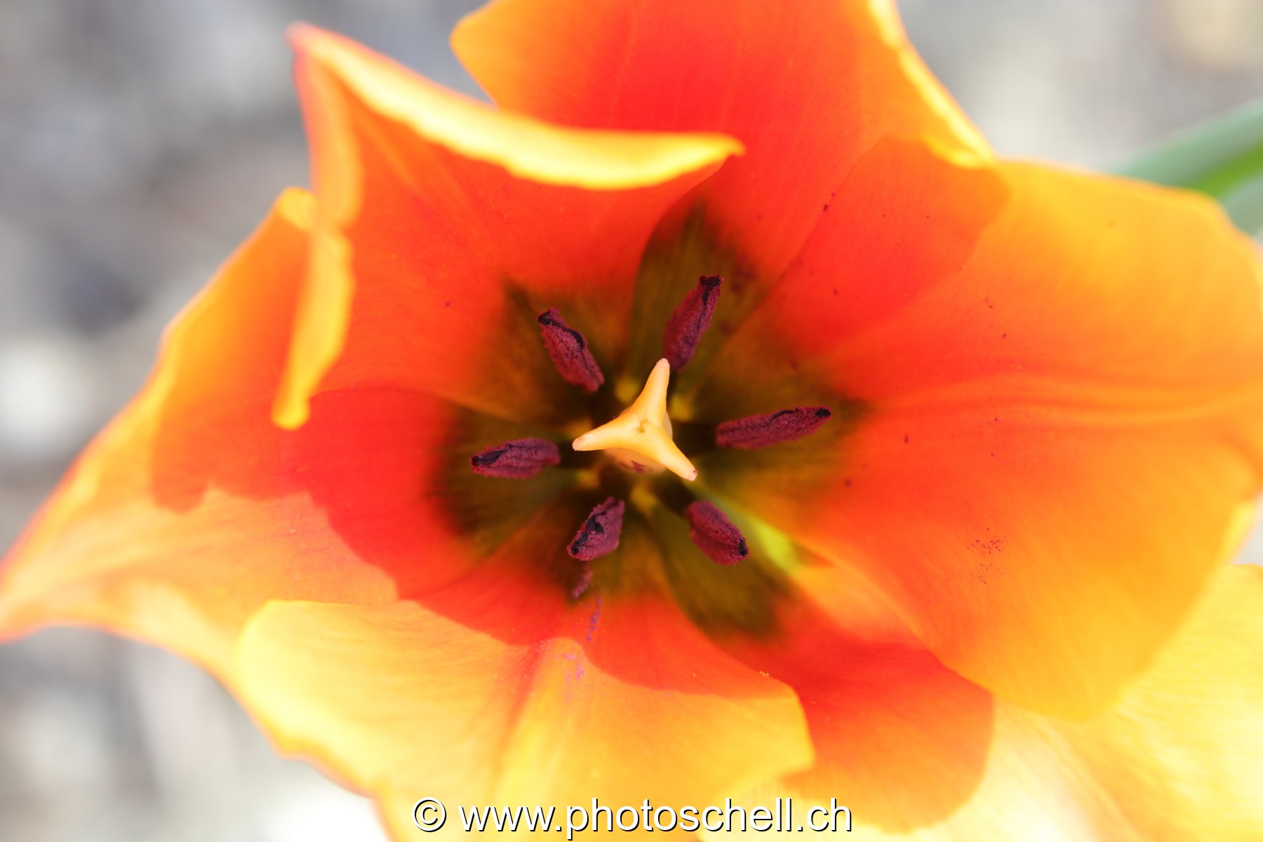 Tulipe
