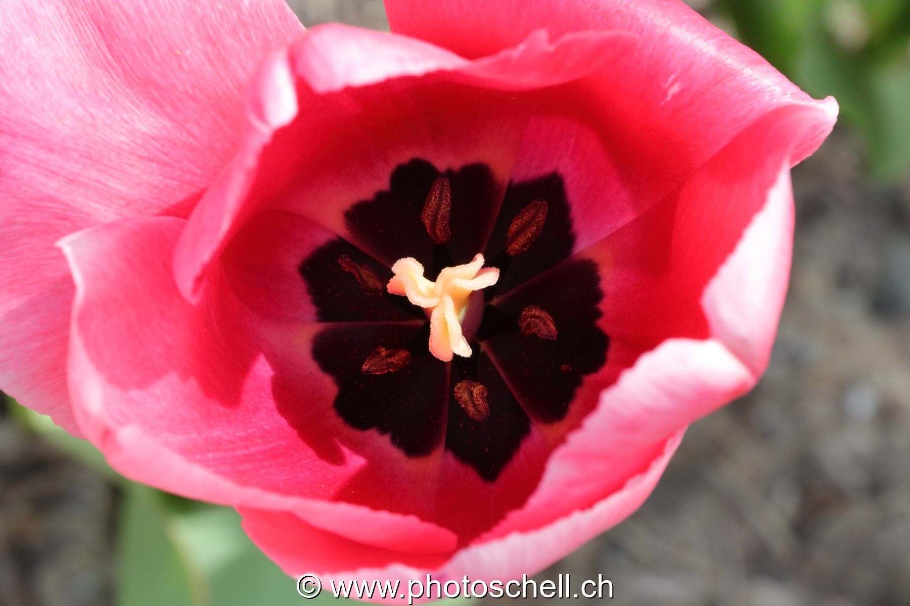 Tulipe