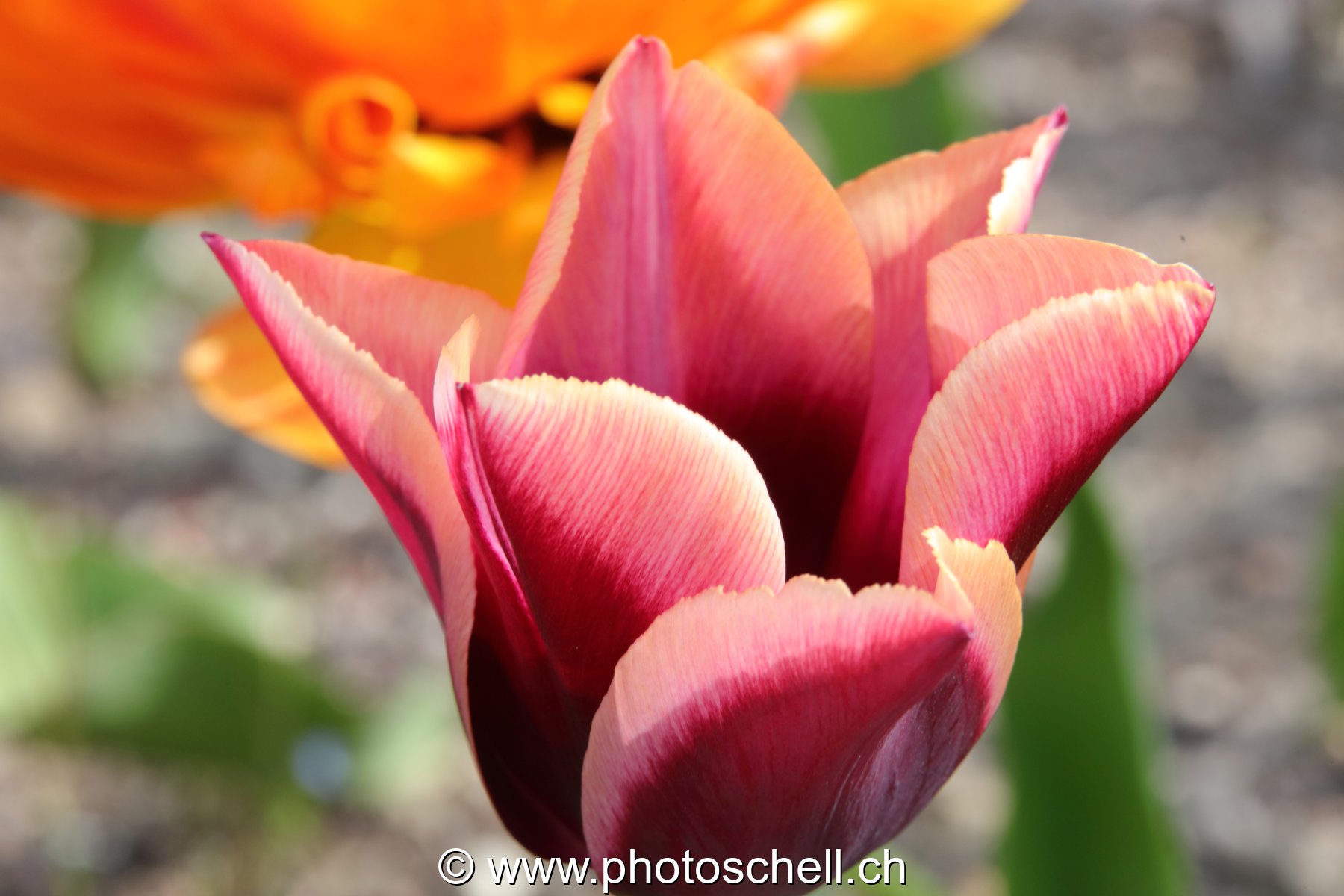 Tulipe