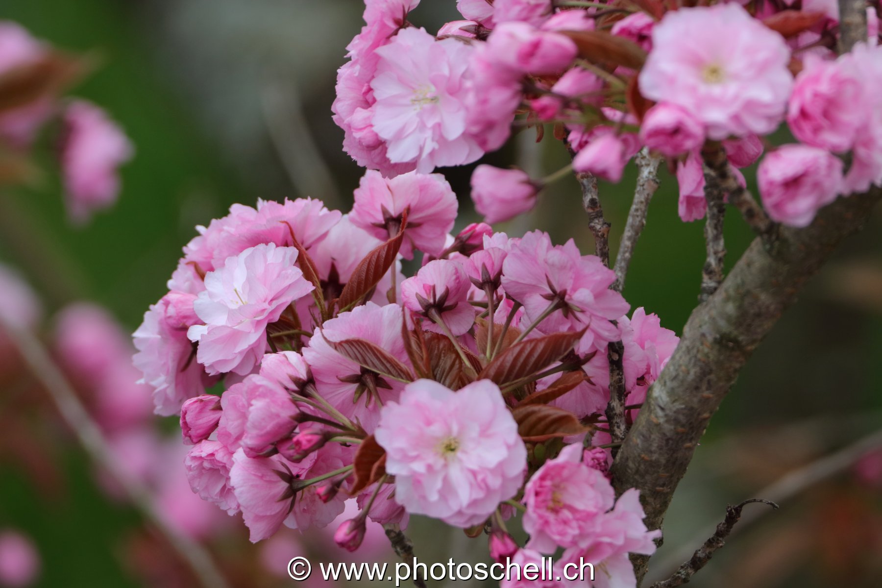 Fleurs