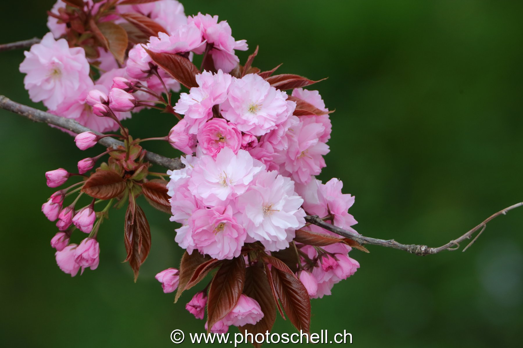 Fleurs