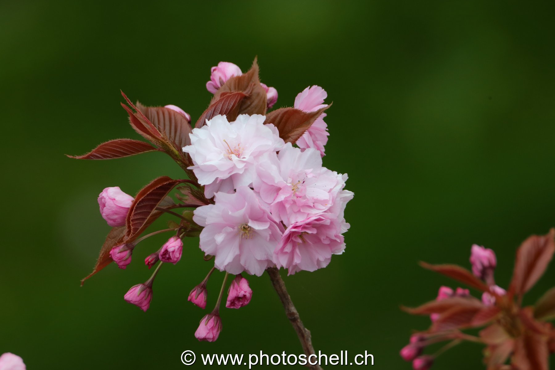 Fleurs