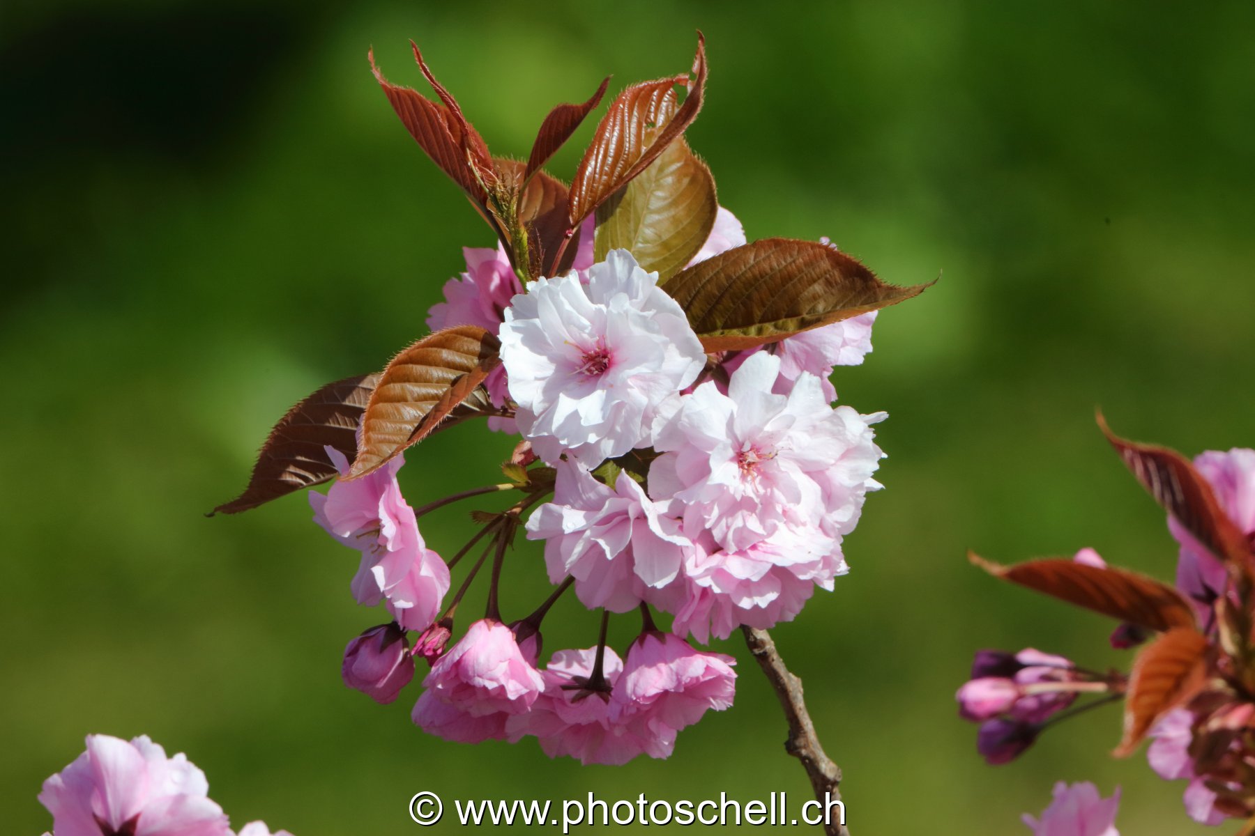 Fleurs