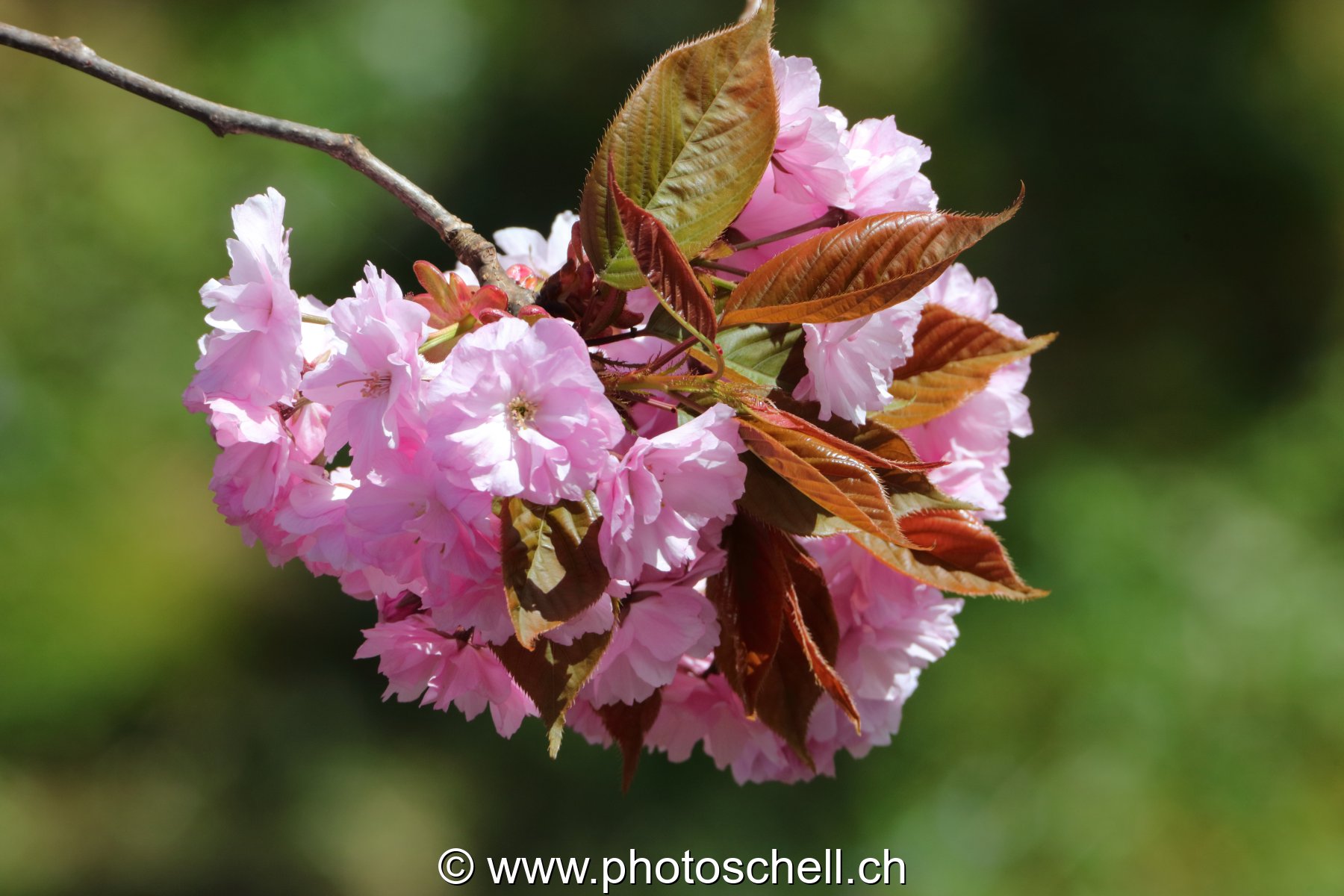 Fleurs
