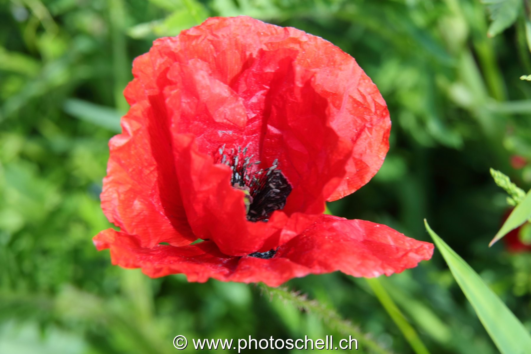 Coquelicot