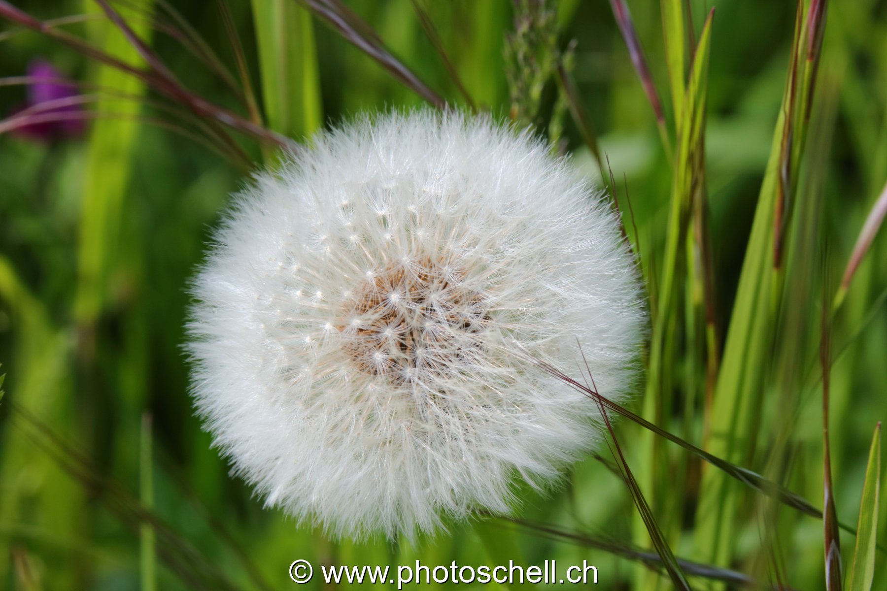 Pistils de pissenlit