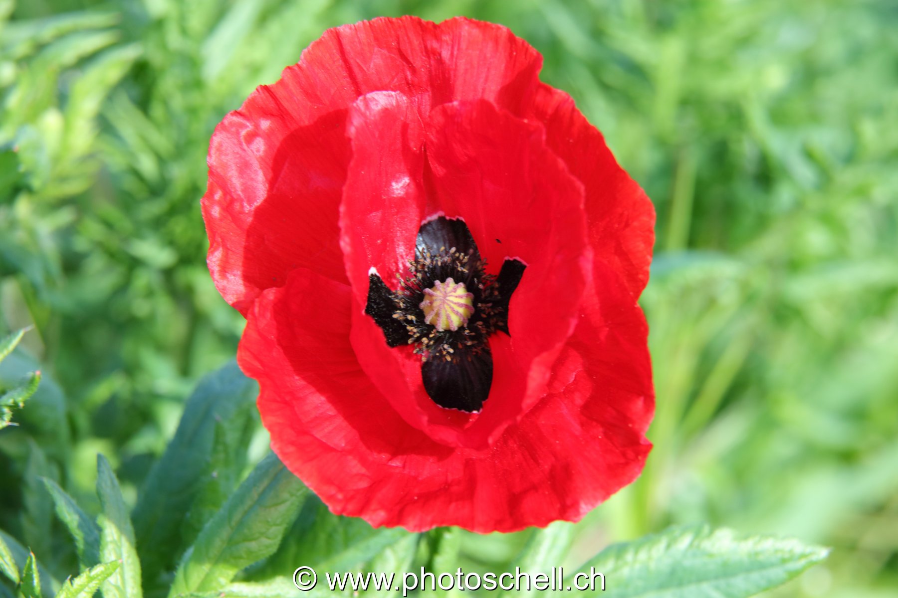Coquelicot