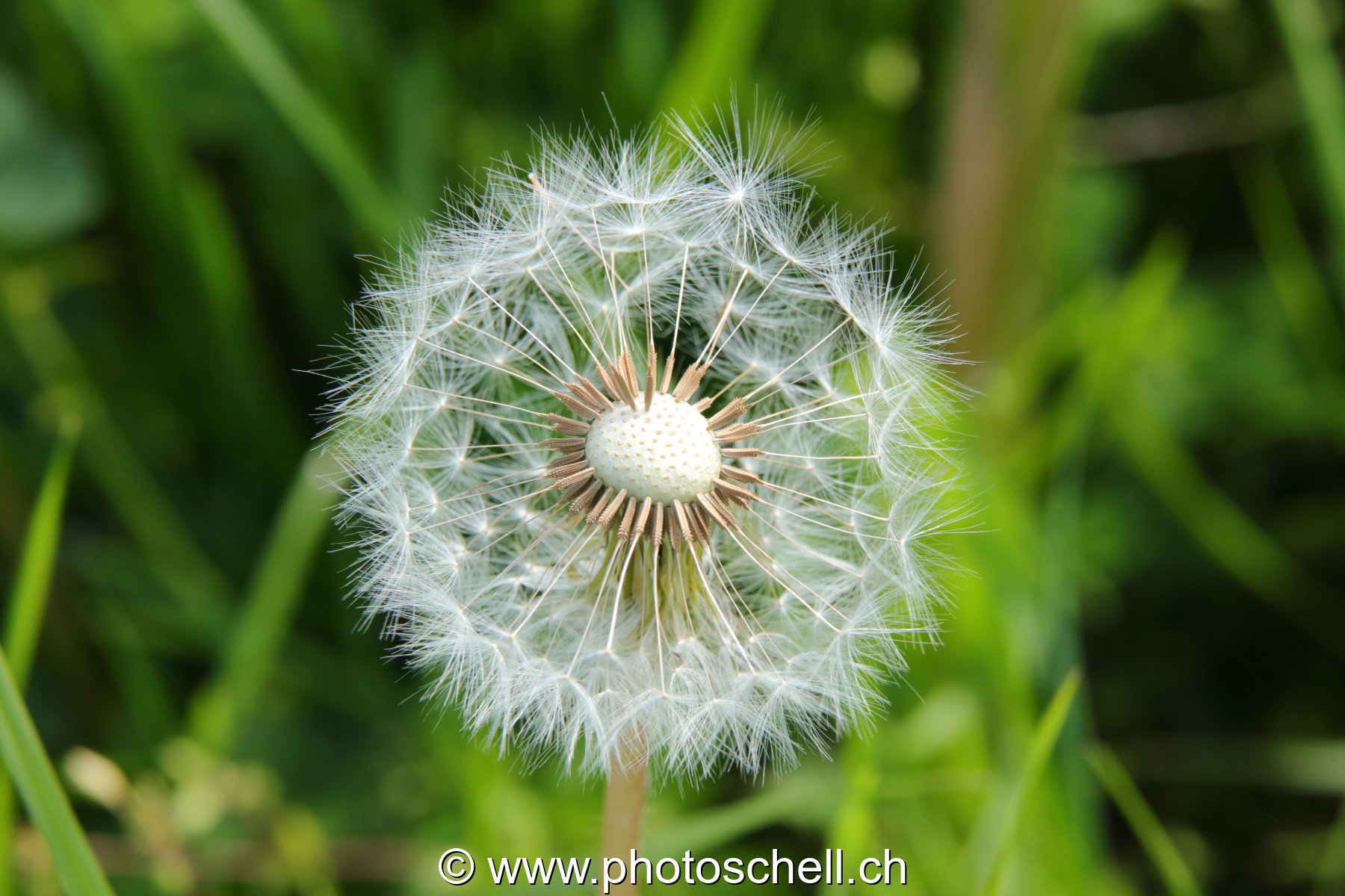 Pistils de pissenlit