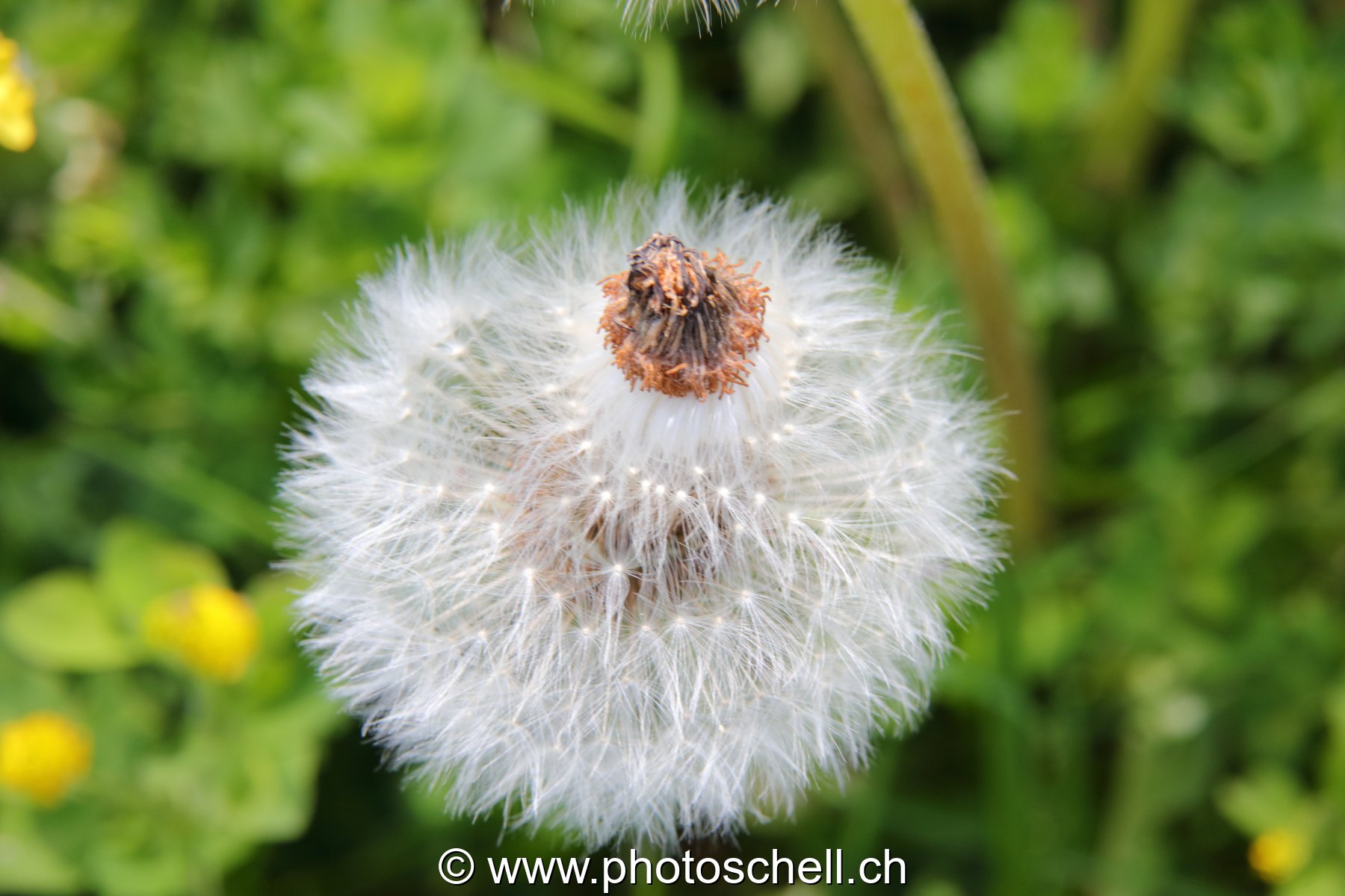 Pistils de pissenlit