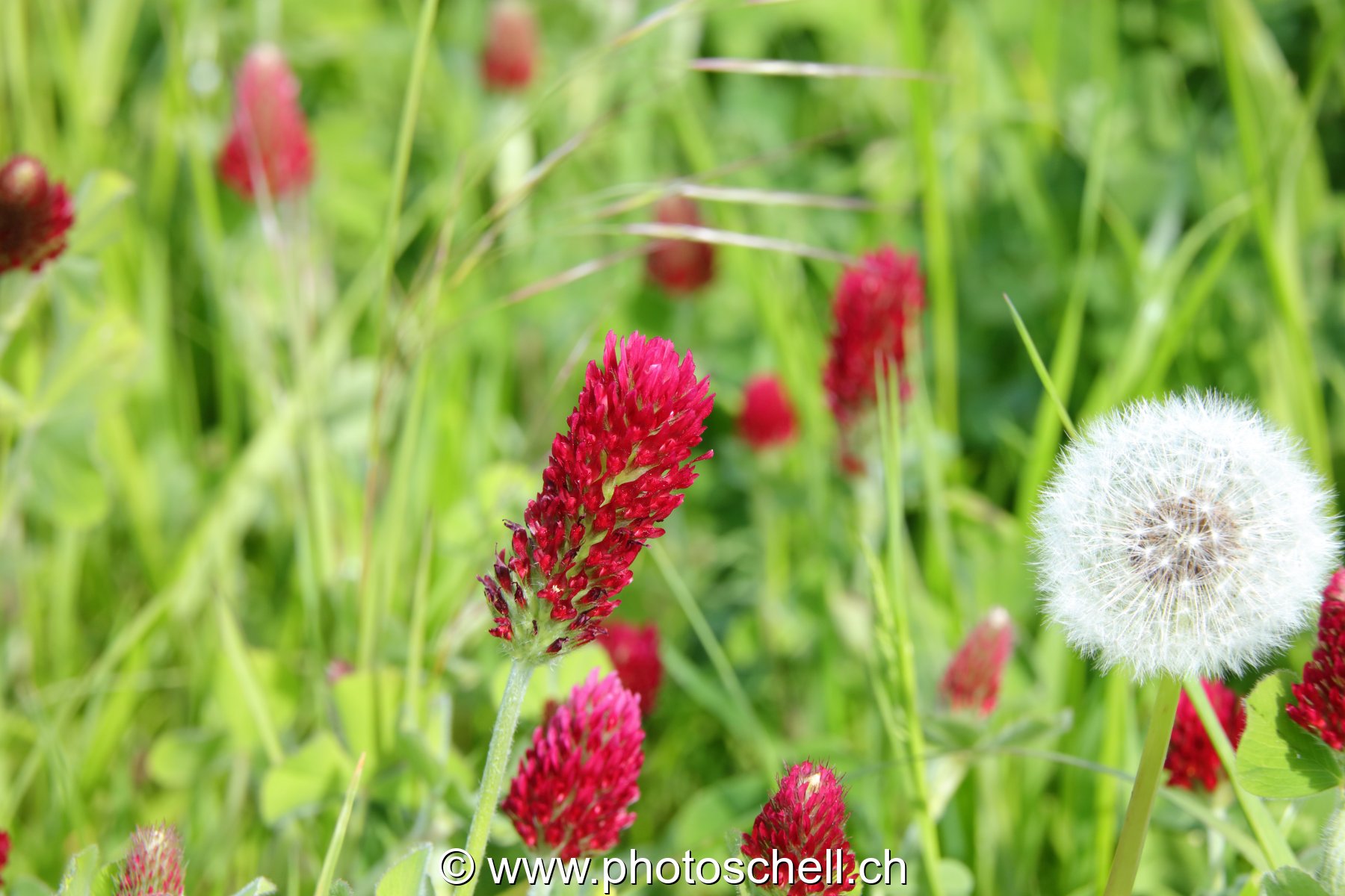 Fleurs des champs