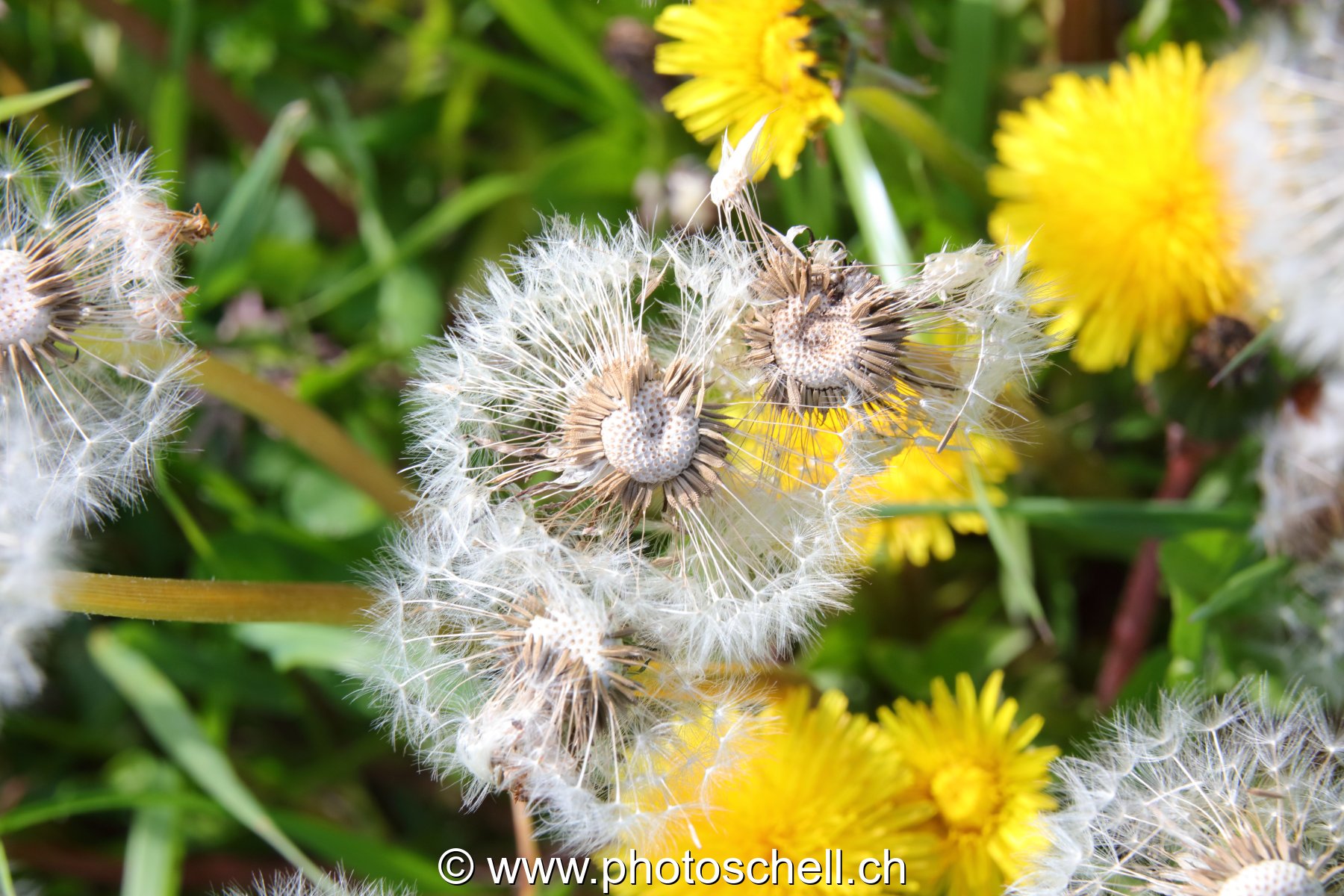 Pistils et fleurs de pissenlit