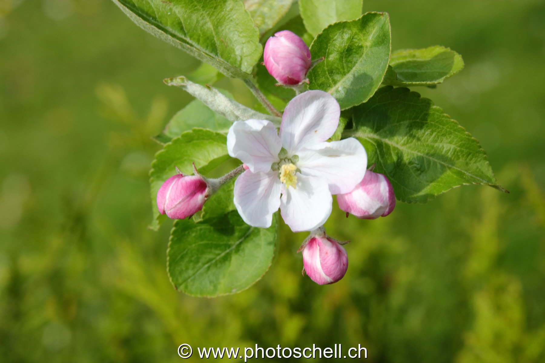Fleur entourée de bourgeons de fleurs