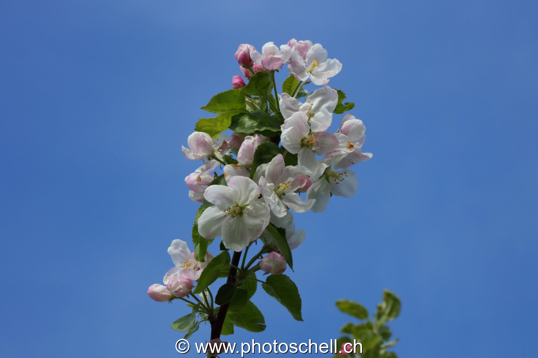 Fleurs