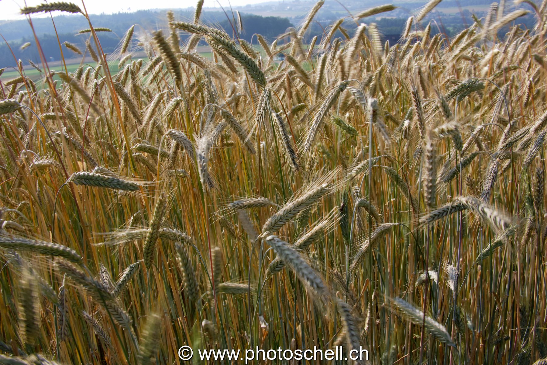 Photo 70
