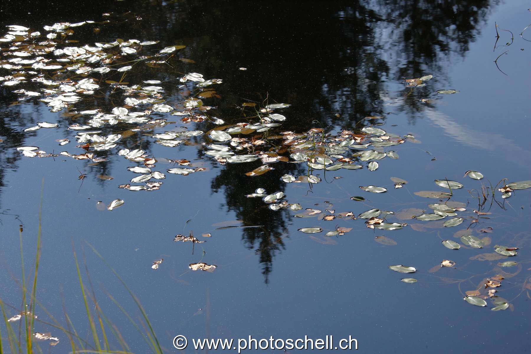 Reflets au milieu des feuilles mortes
