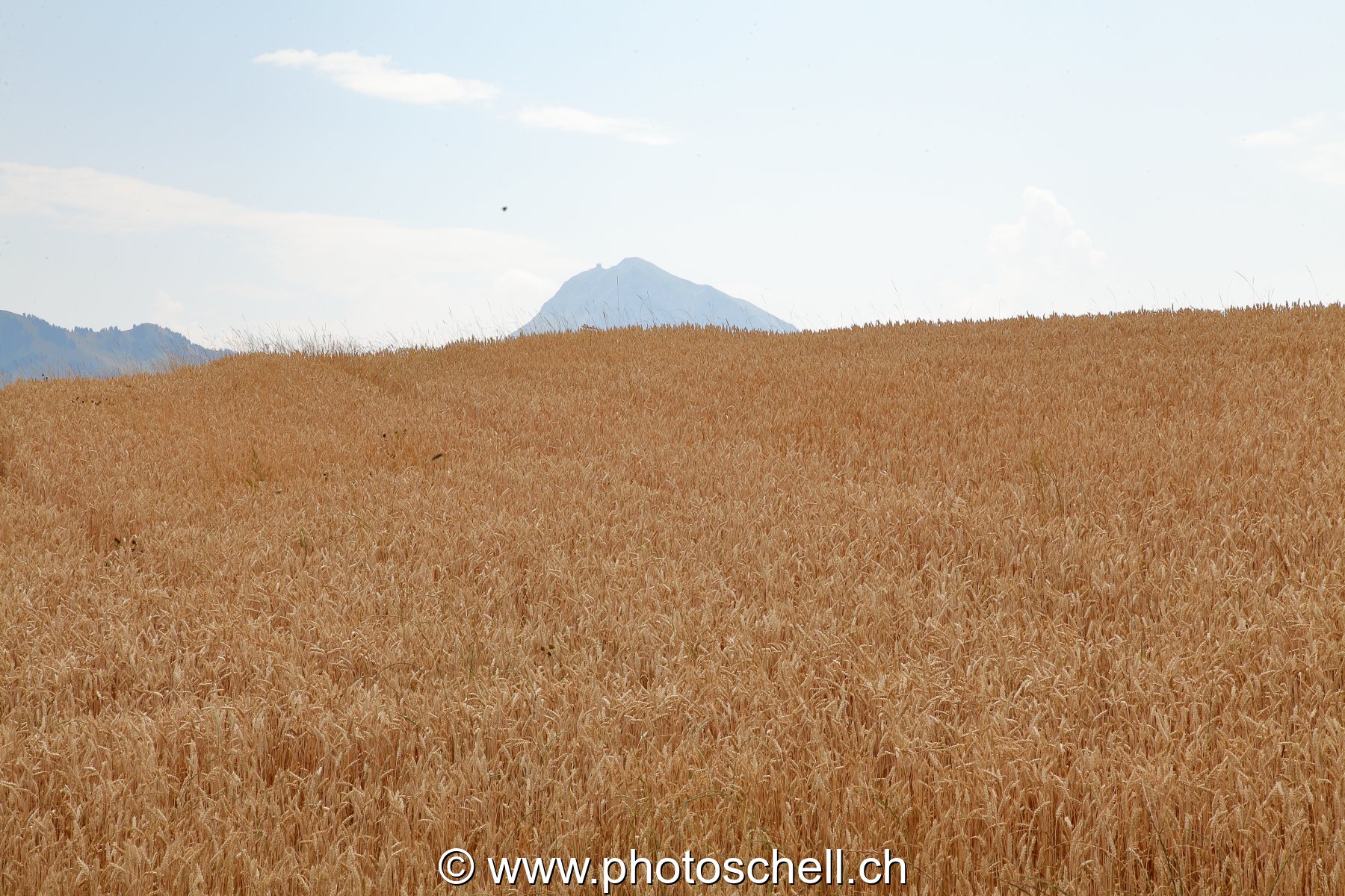 Champ de blé en Gruyère
