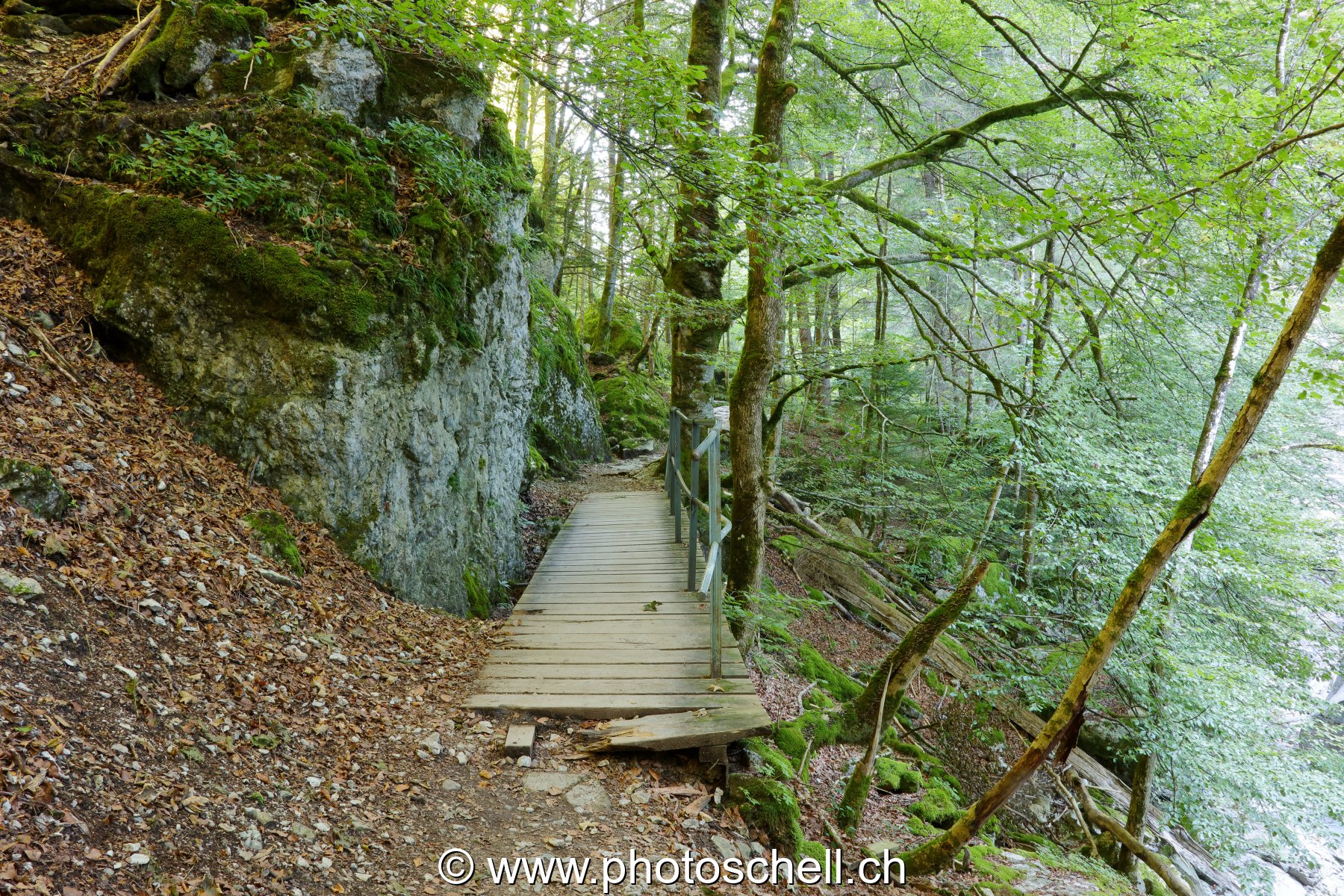 Le sentier de la Jogne