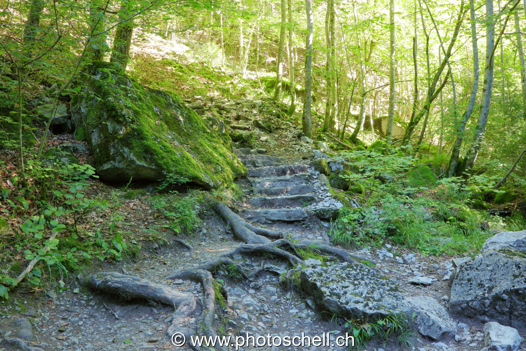 Le sentier de la Jogne