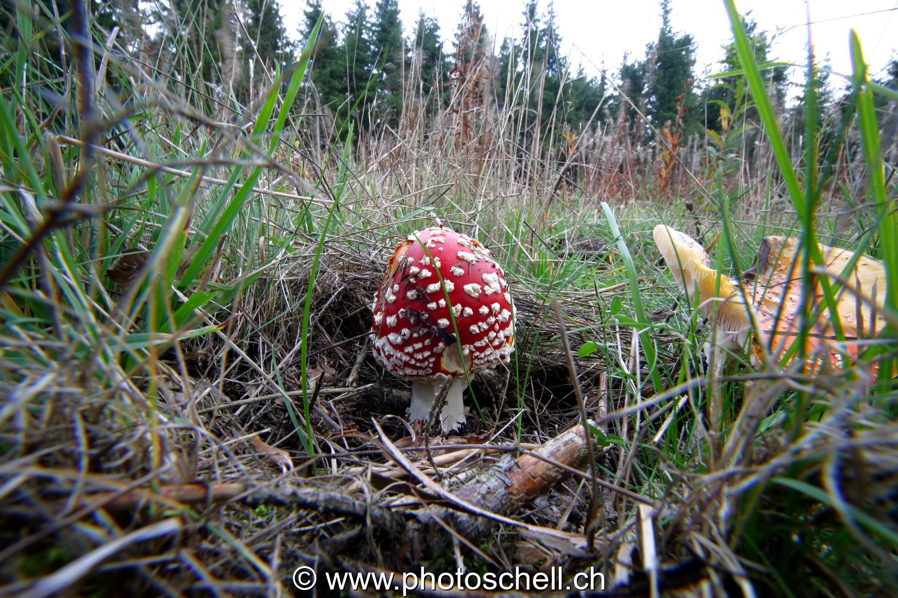 Photo 11