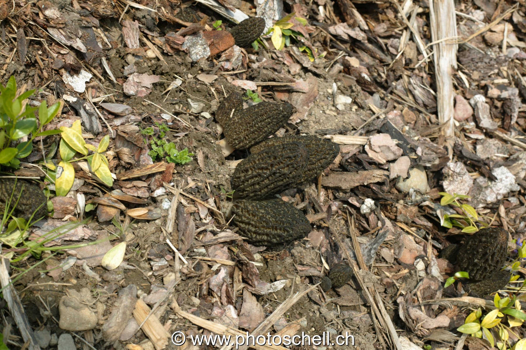 Alignement de morilles