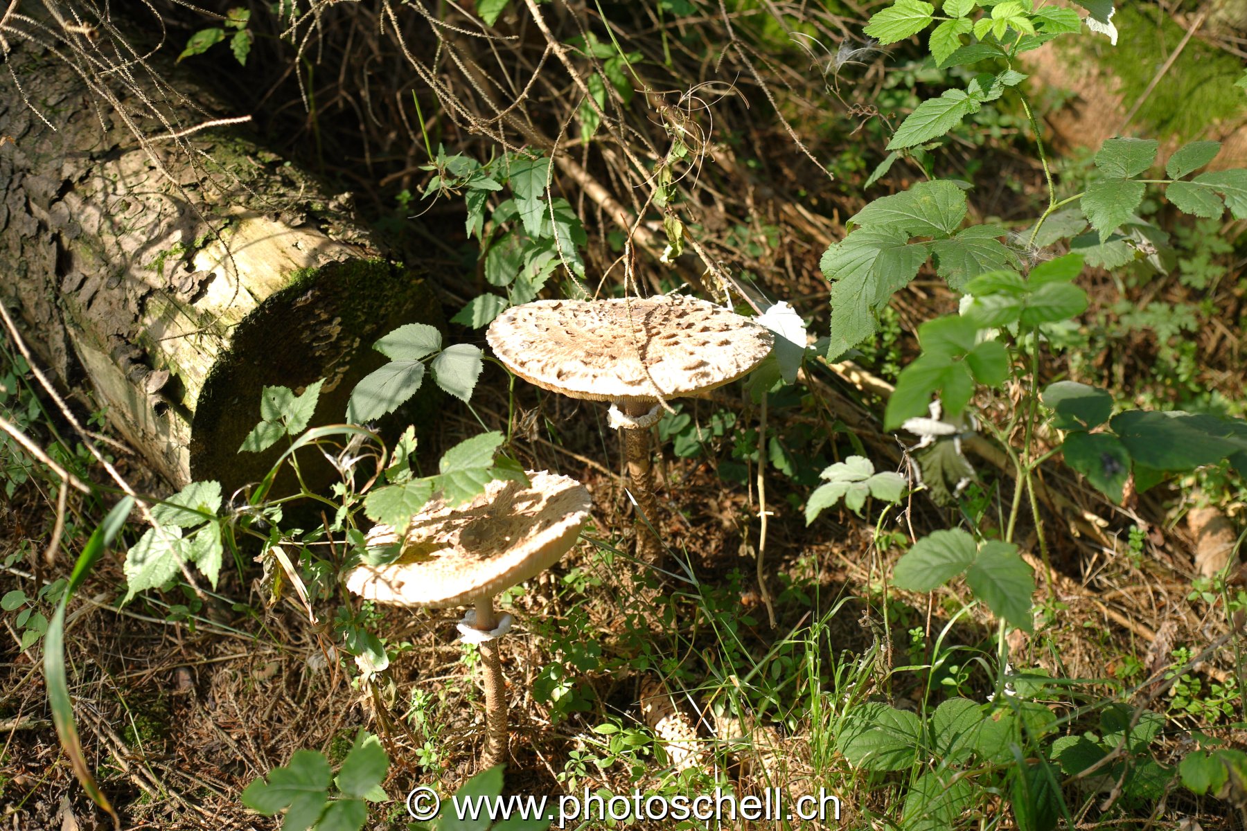 Photo 14