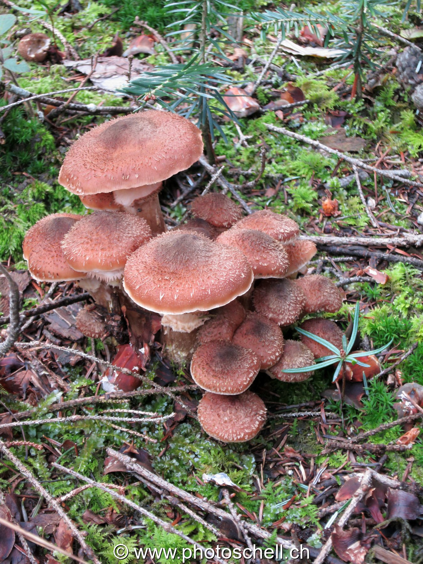 Champignons