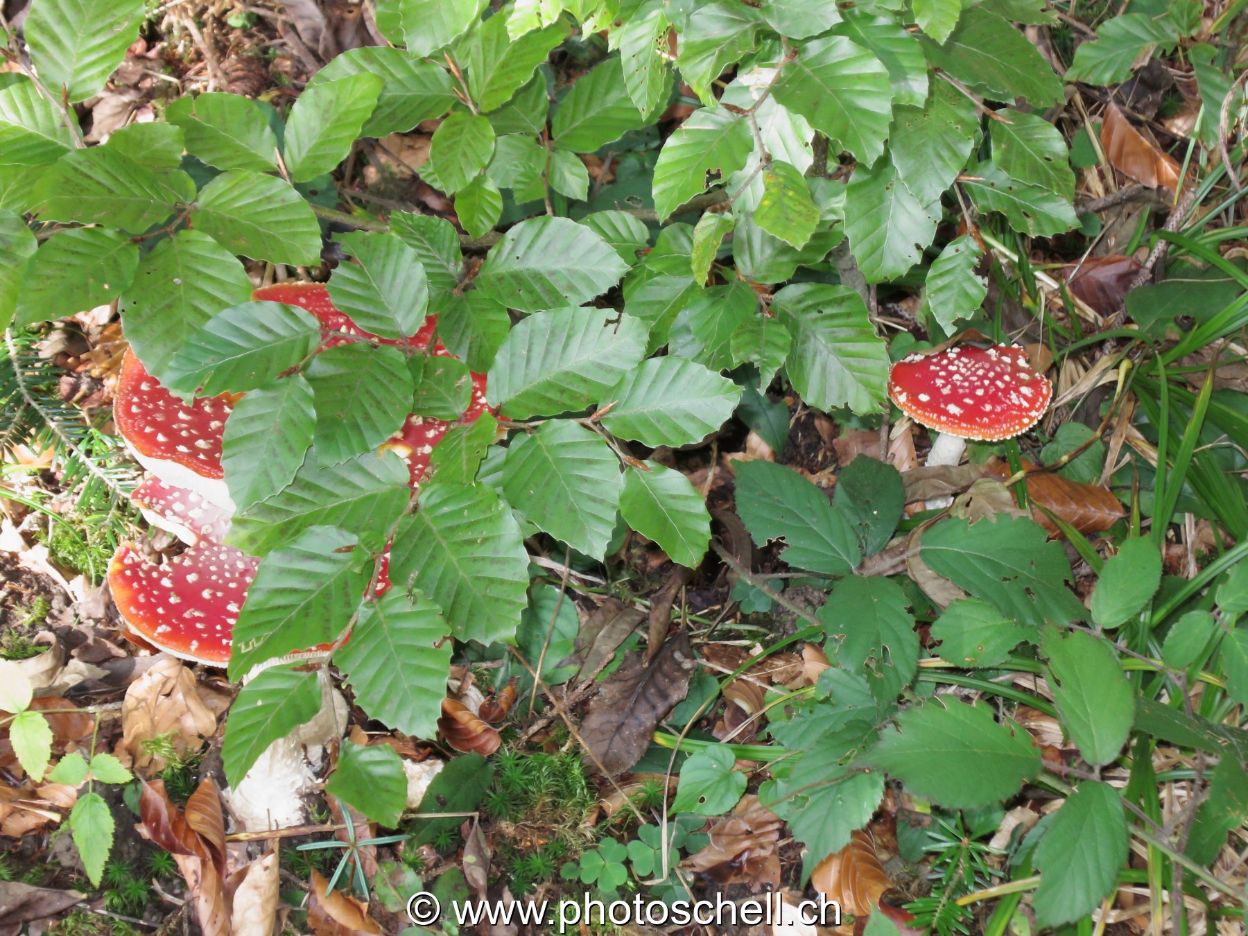 Photo 20