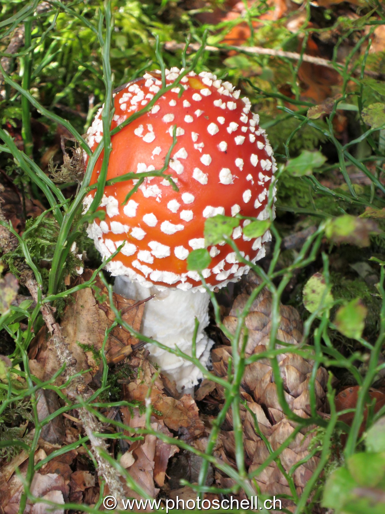 Photo 21