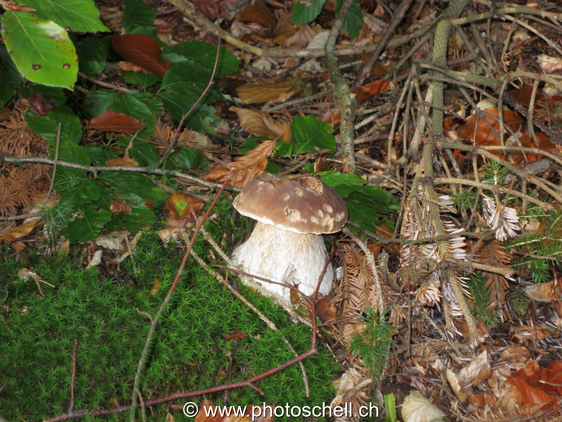 Photo 24