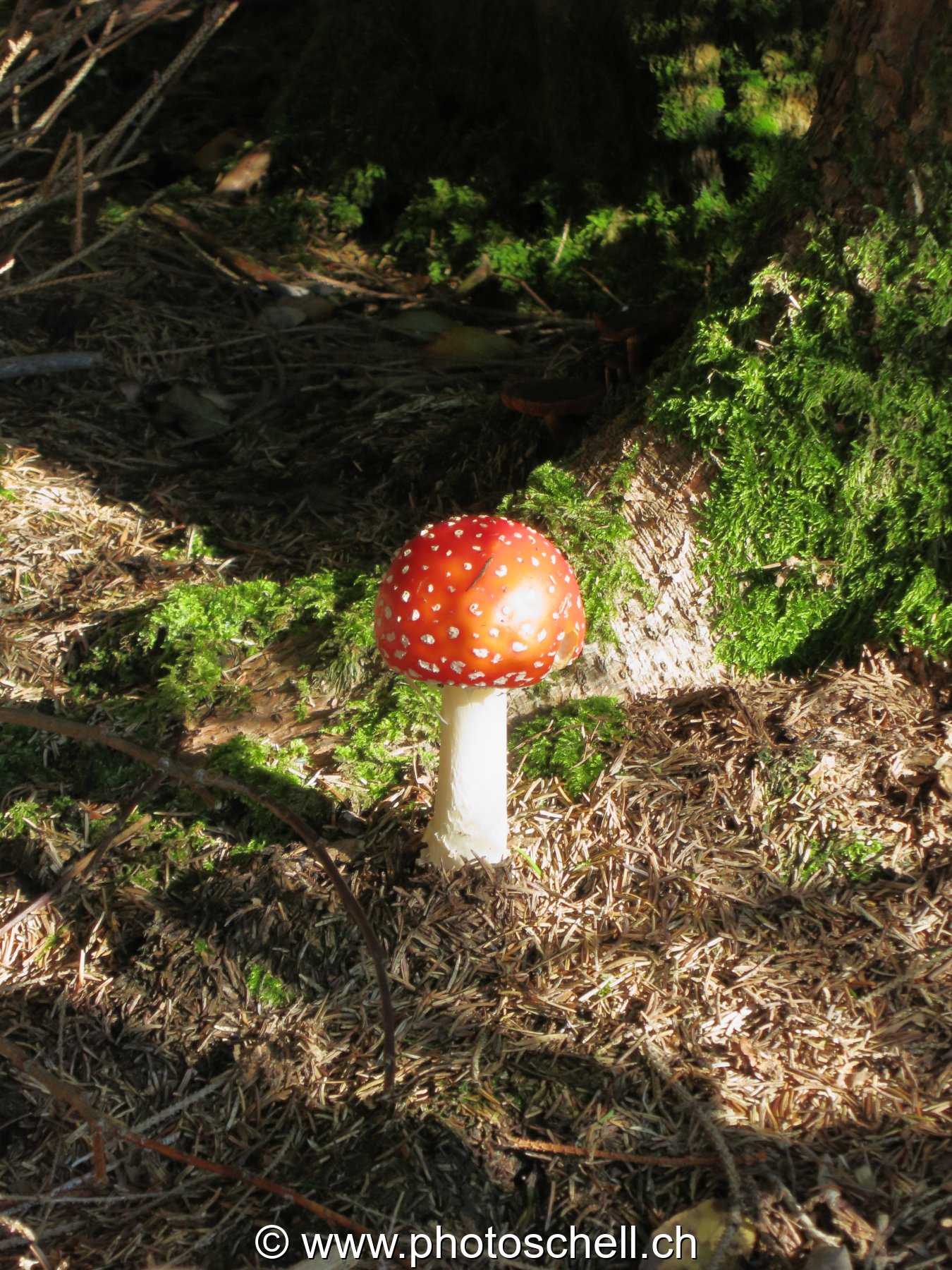 Photo 25