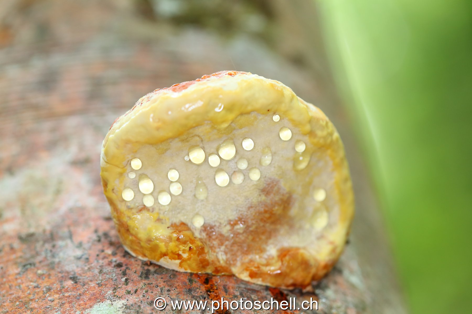 Polypore