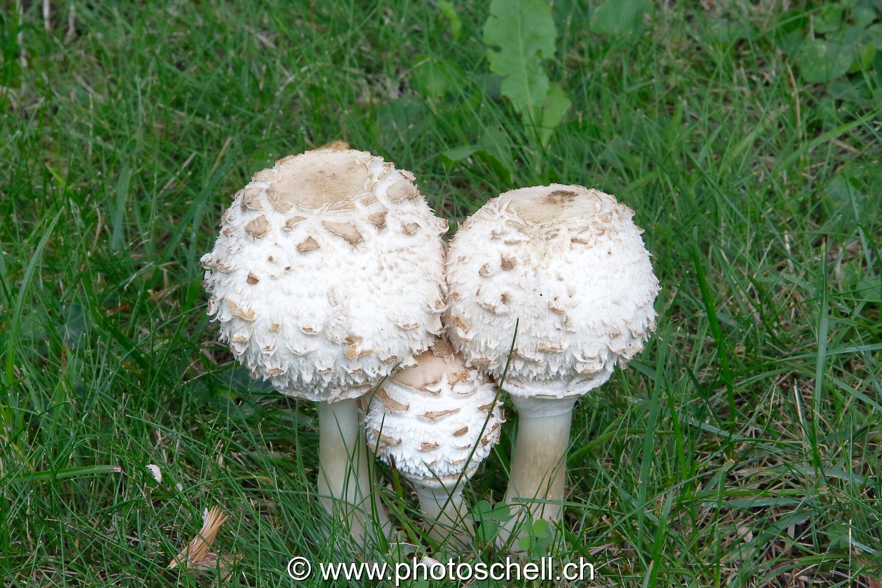 Famille de Coulemelles