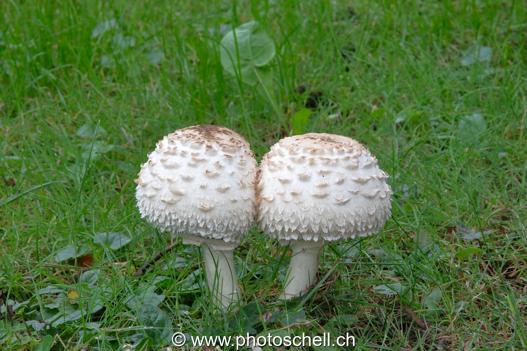 Couple de Coulemelles