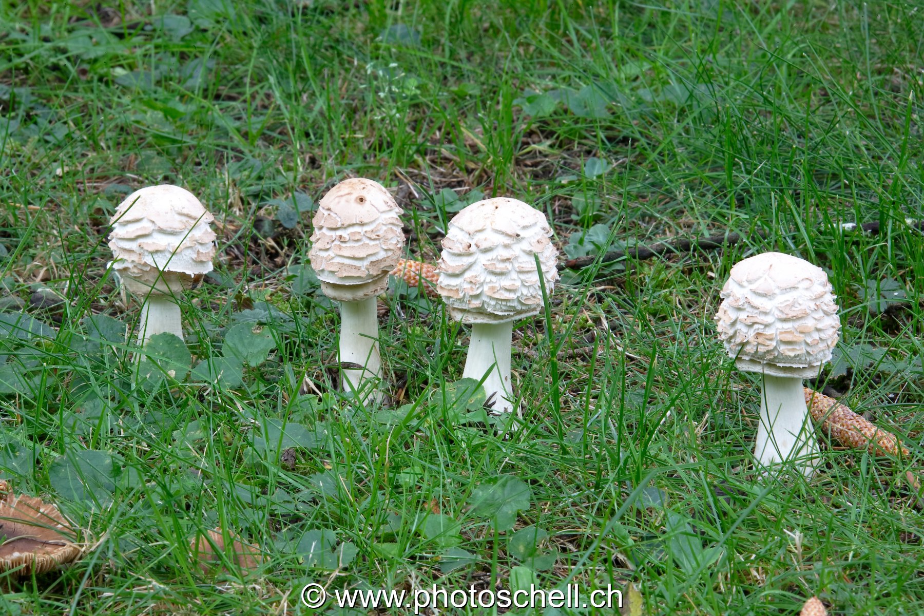 Alignement de Coulemelles