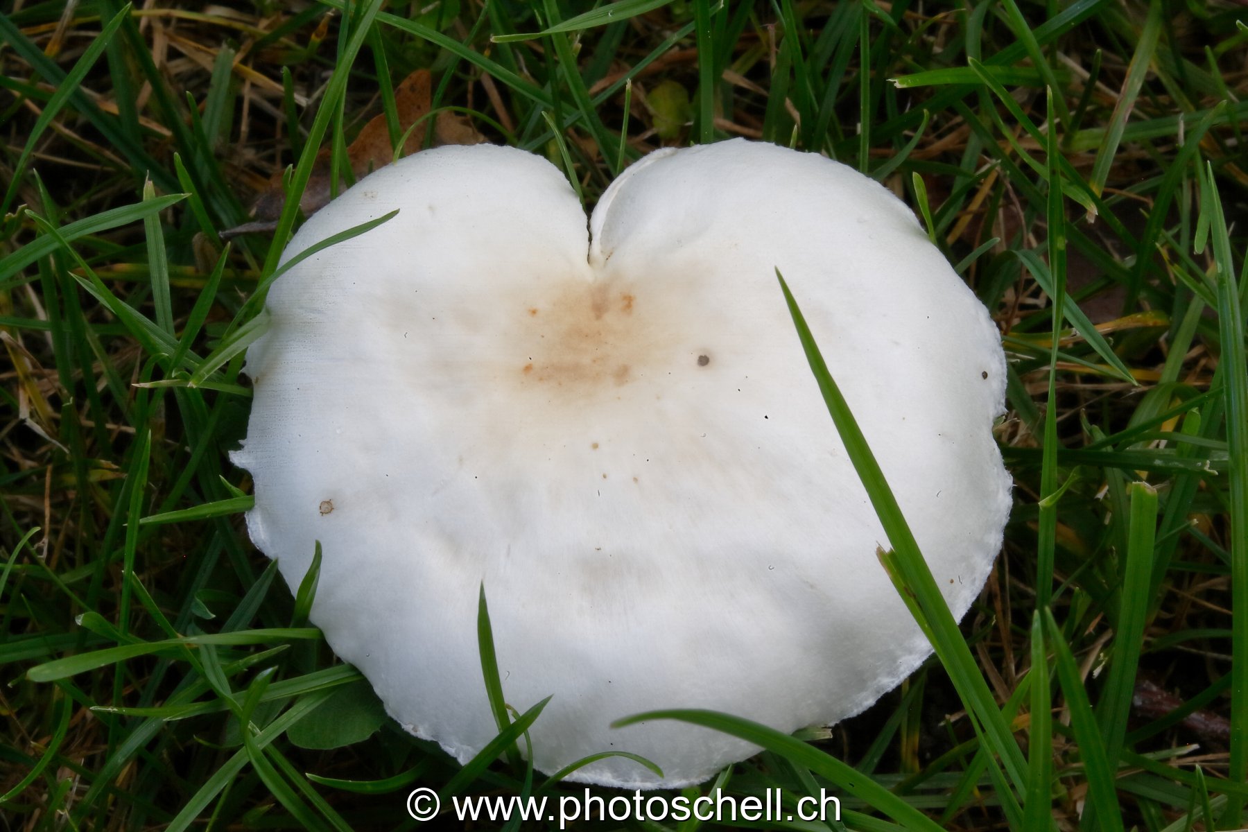 Champignon