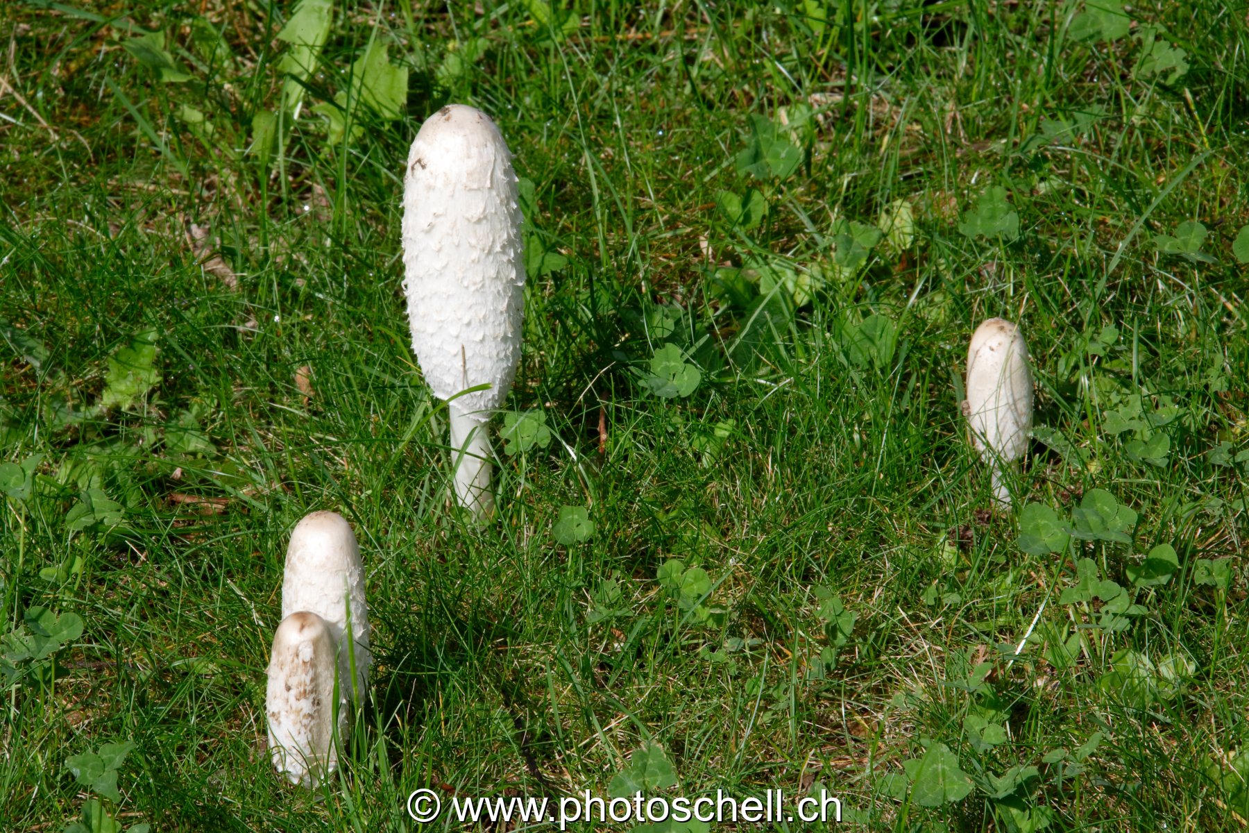 Coprins chevelus