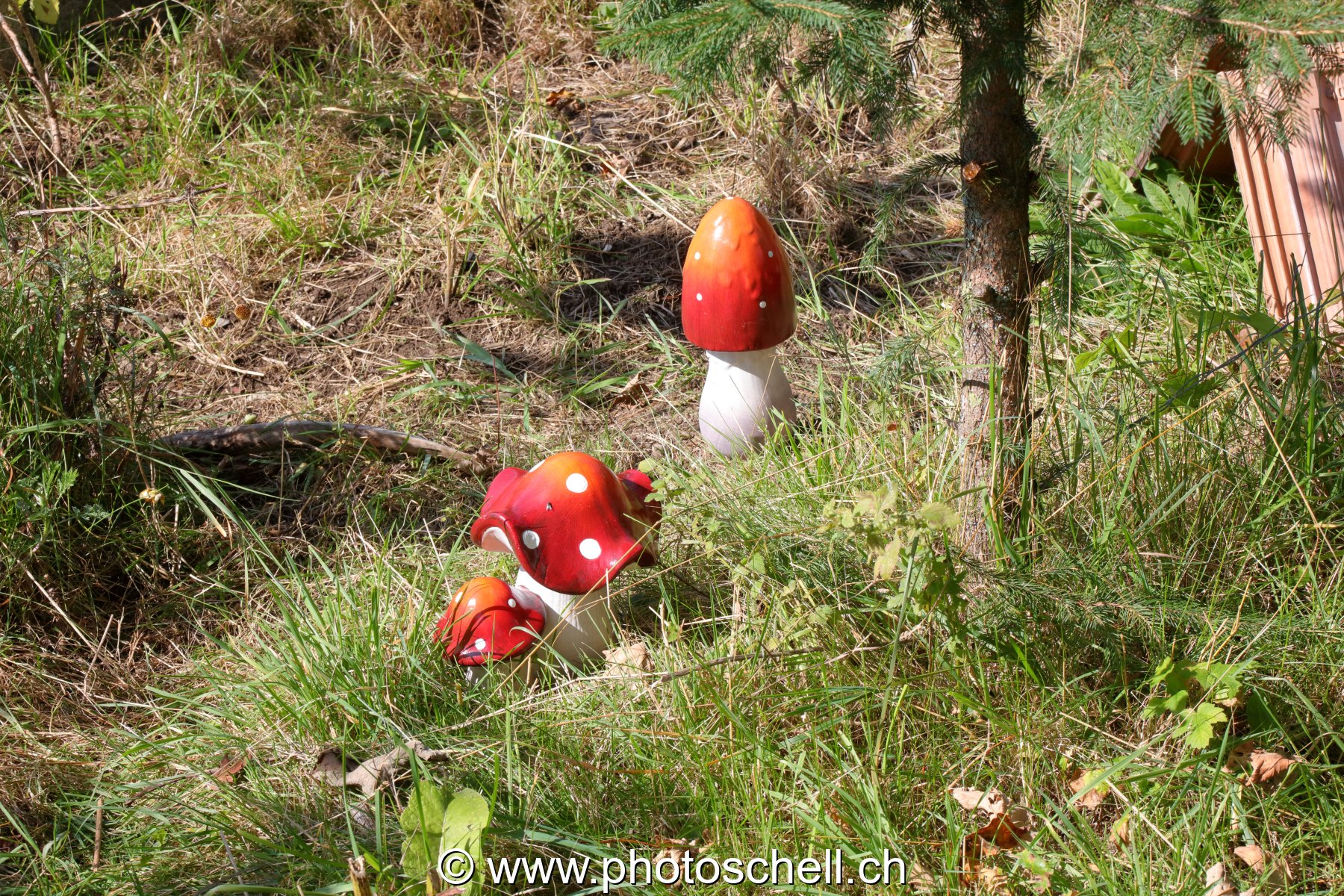 Faux champignons !