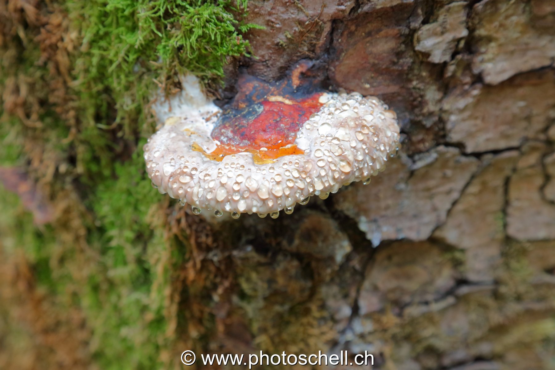 Polypores