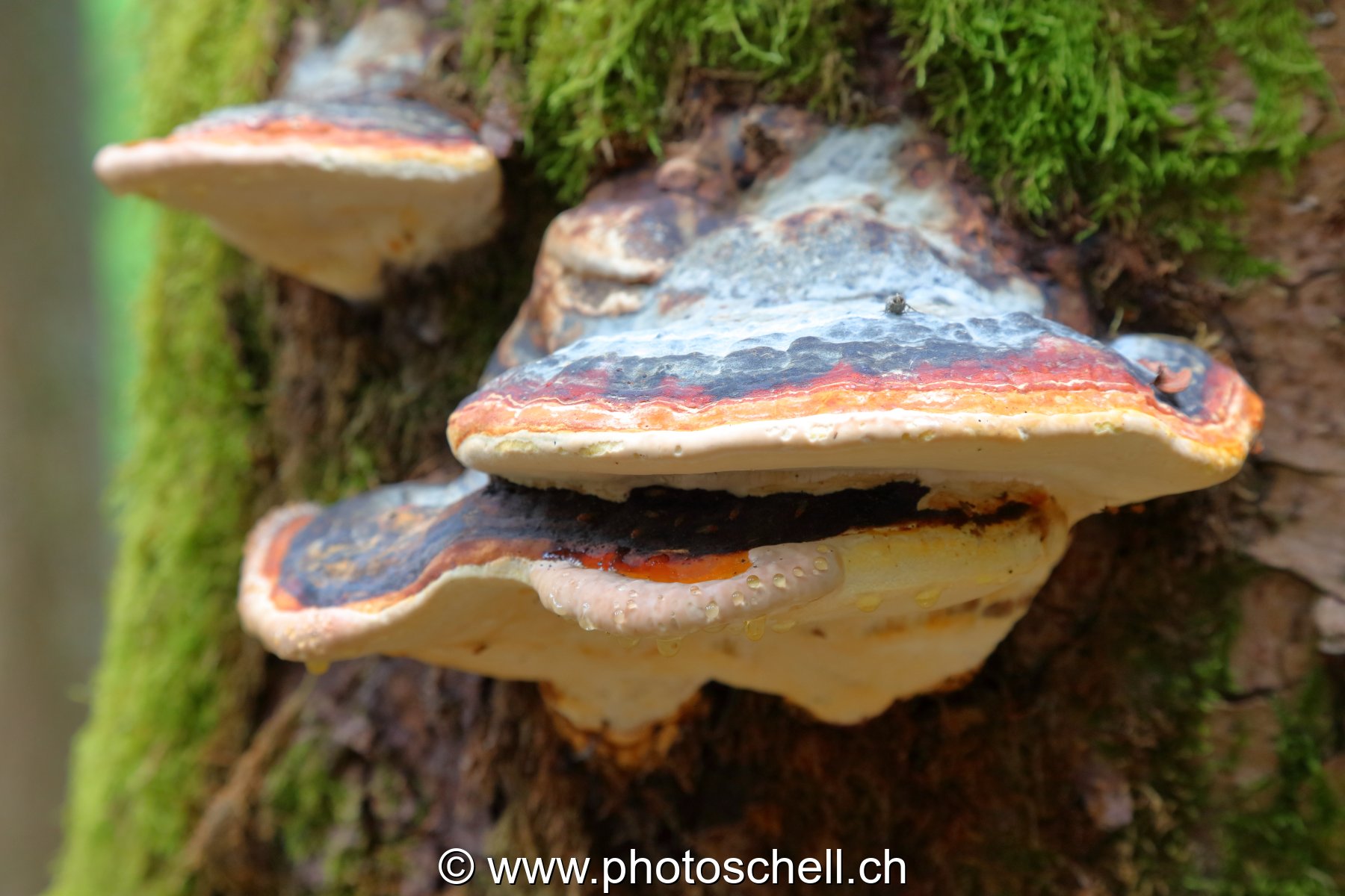 Polypores